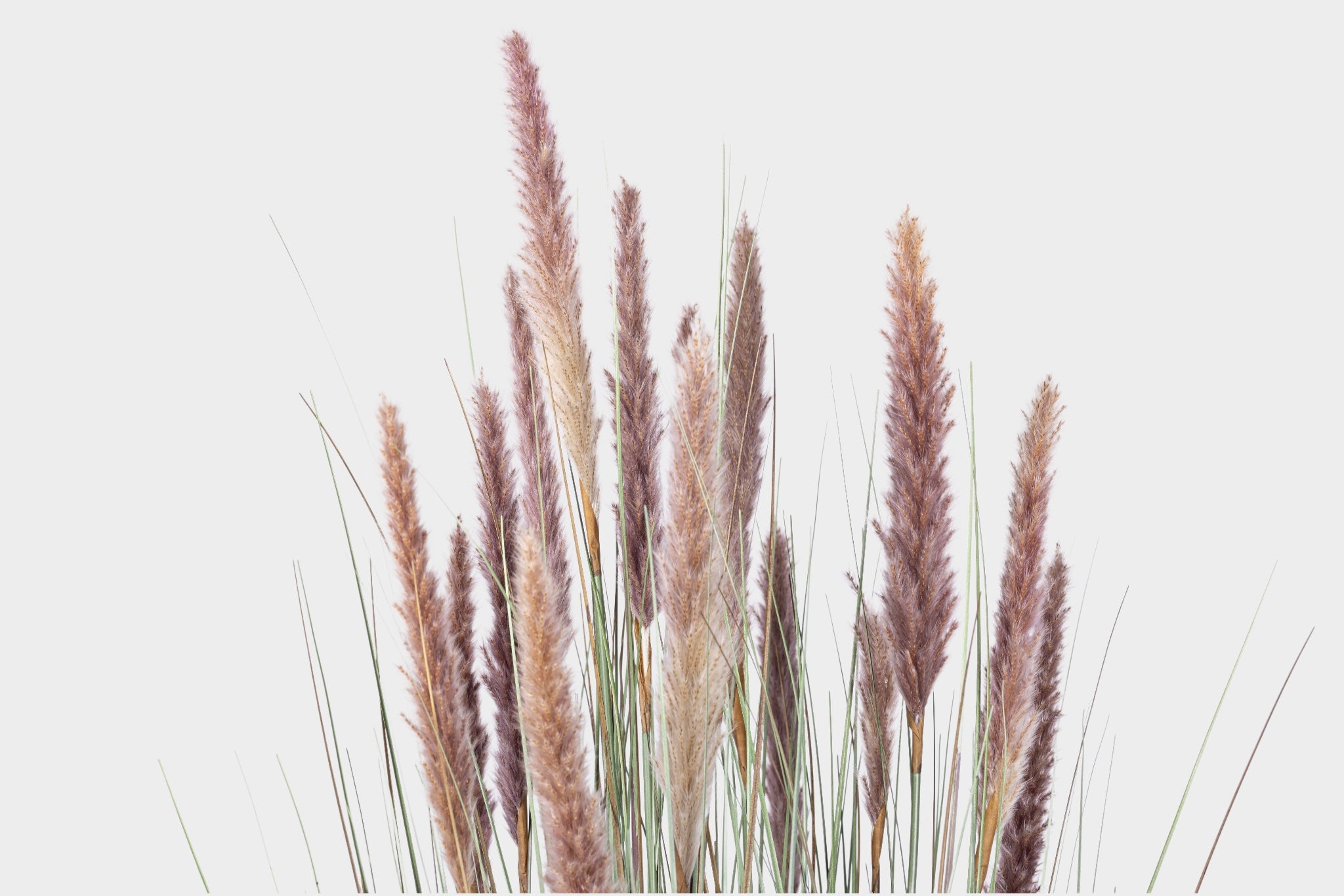 44" Natural Foxtail Grass Plant - UV Treated FP1479