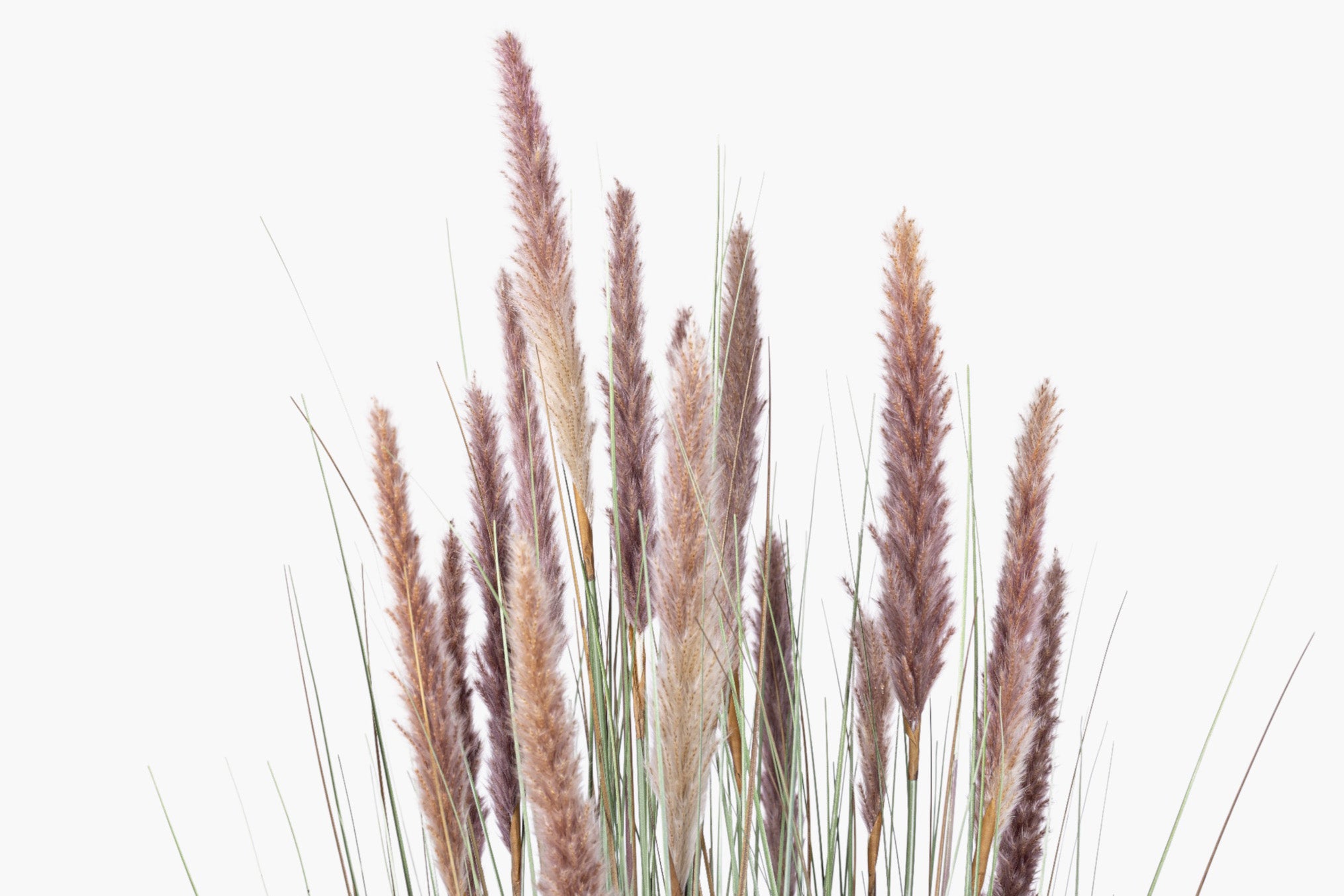 44" Natural Foxtail Grass Plant - UV Treated FP1479