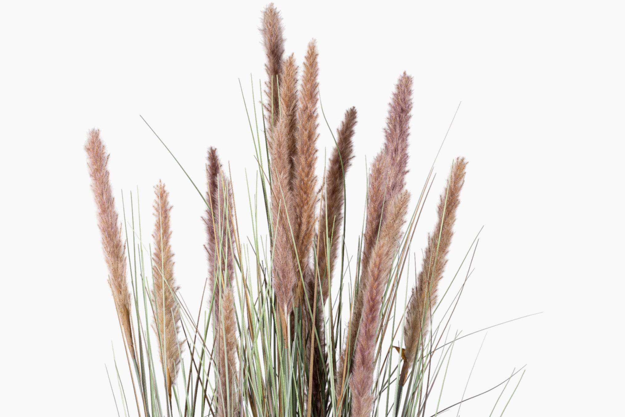 54" Natural Foxtail Grass Plant - UV Treated FP1480
