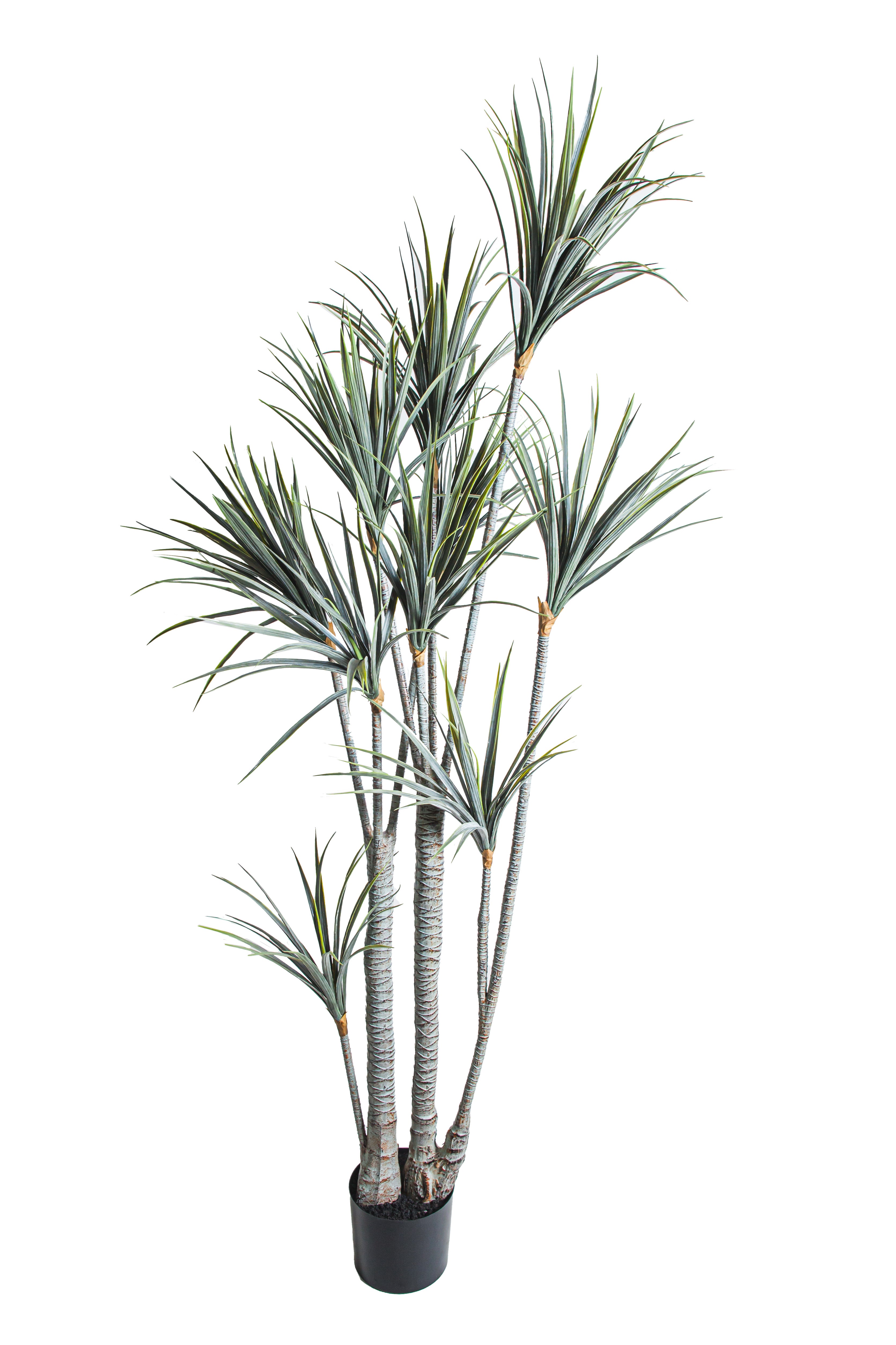 6' Dracaena Plant   FP1501
