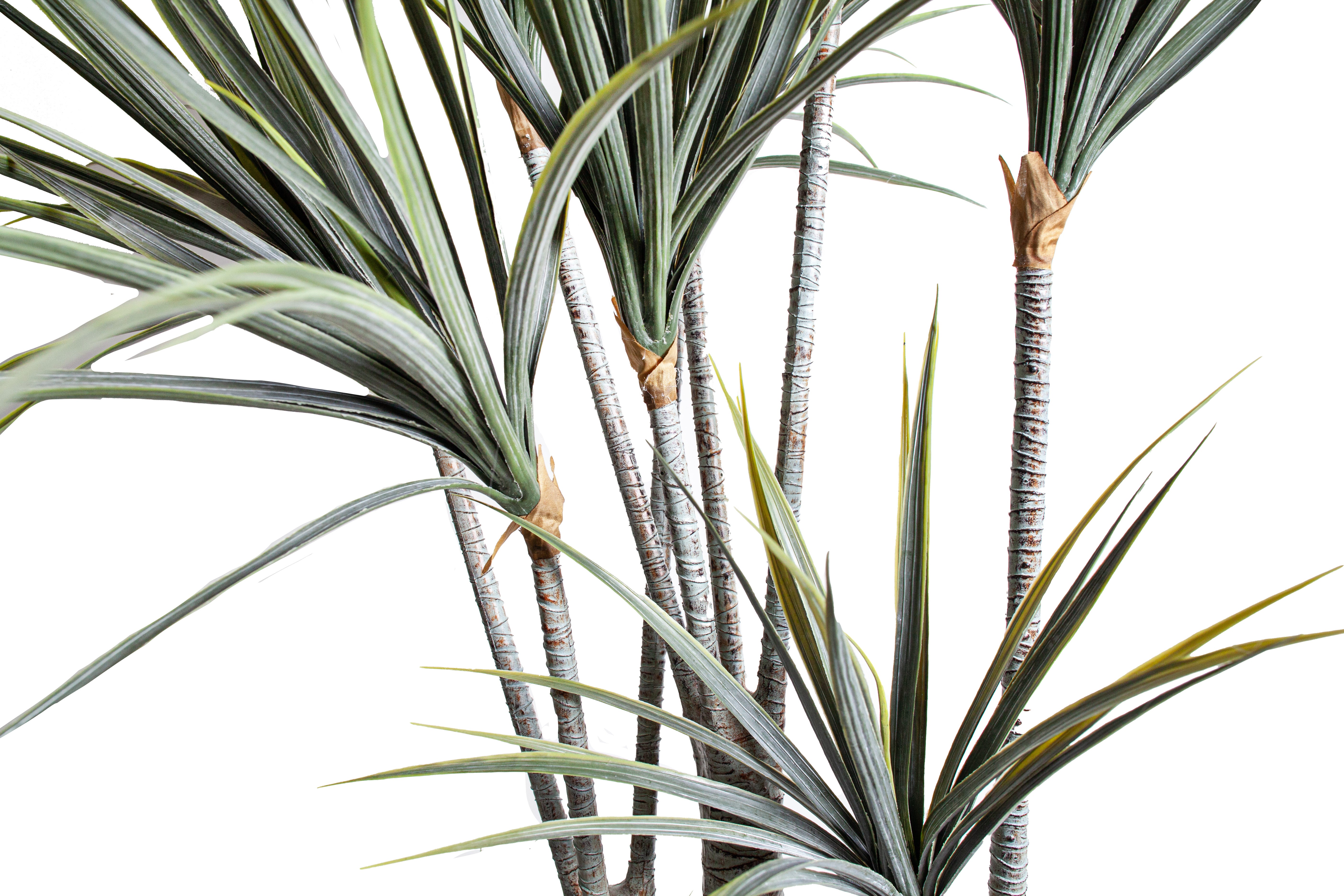6' Dracaena Plant   FP1501