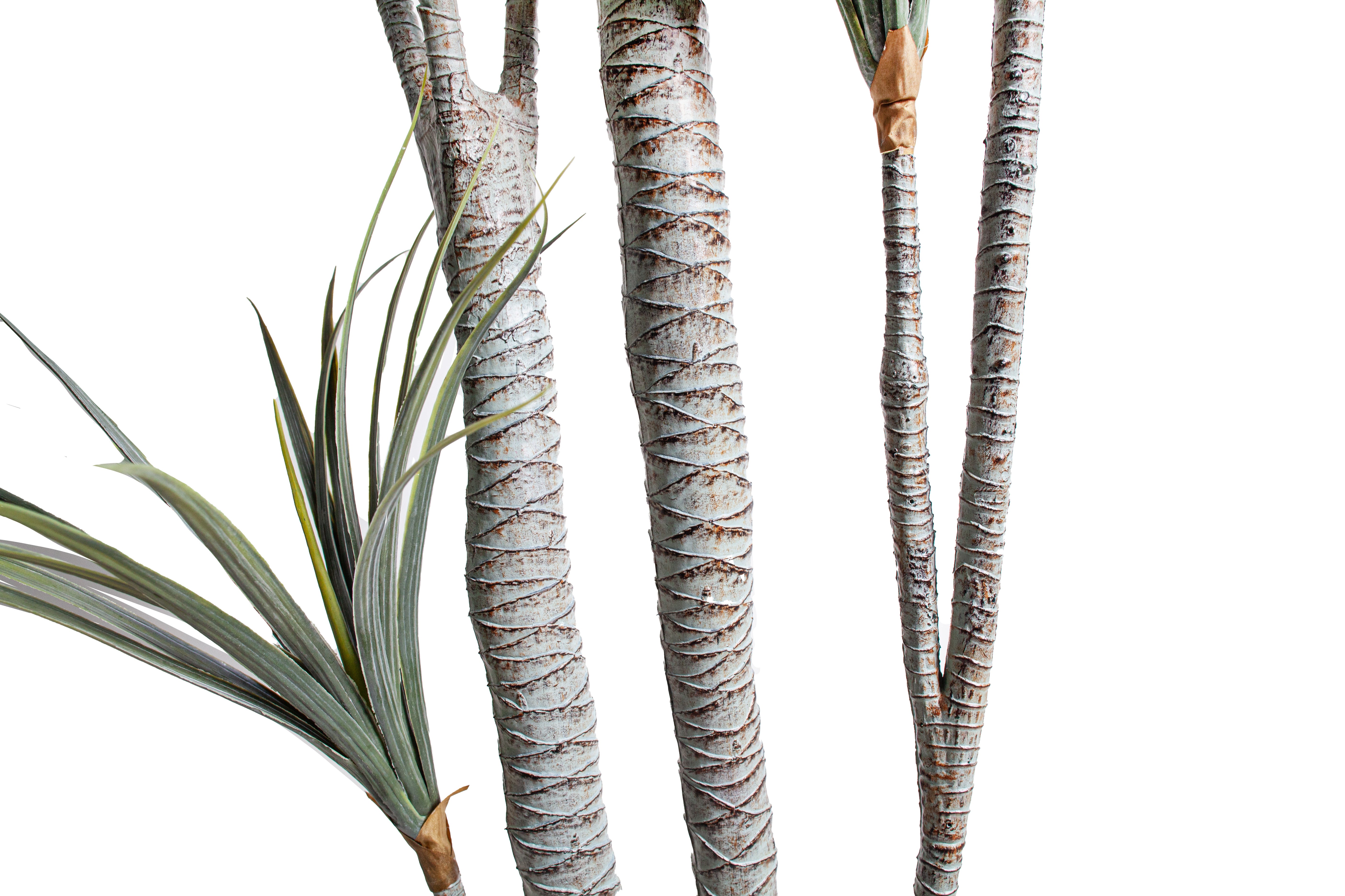 6' Dracaena Plant   FP1501