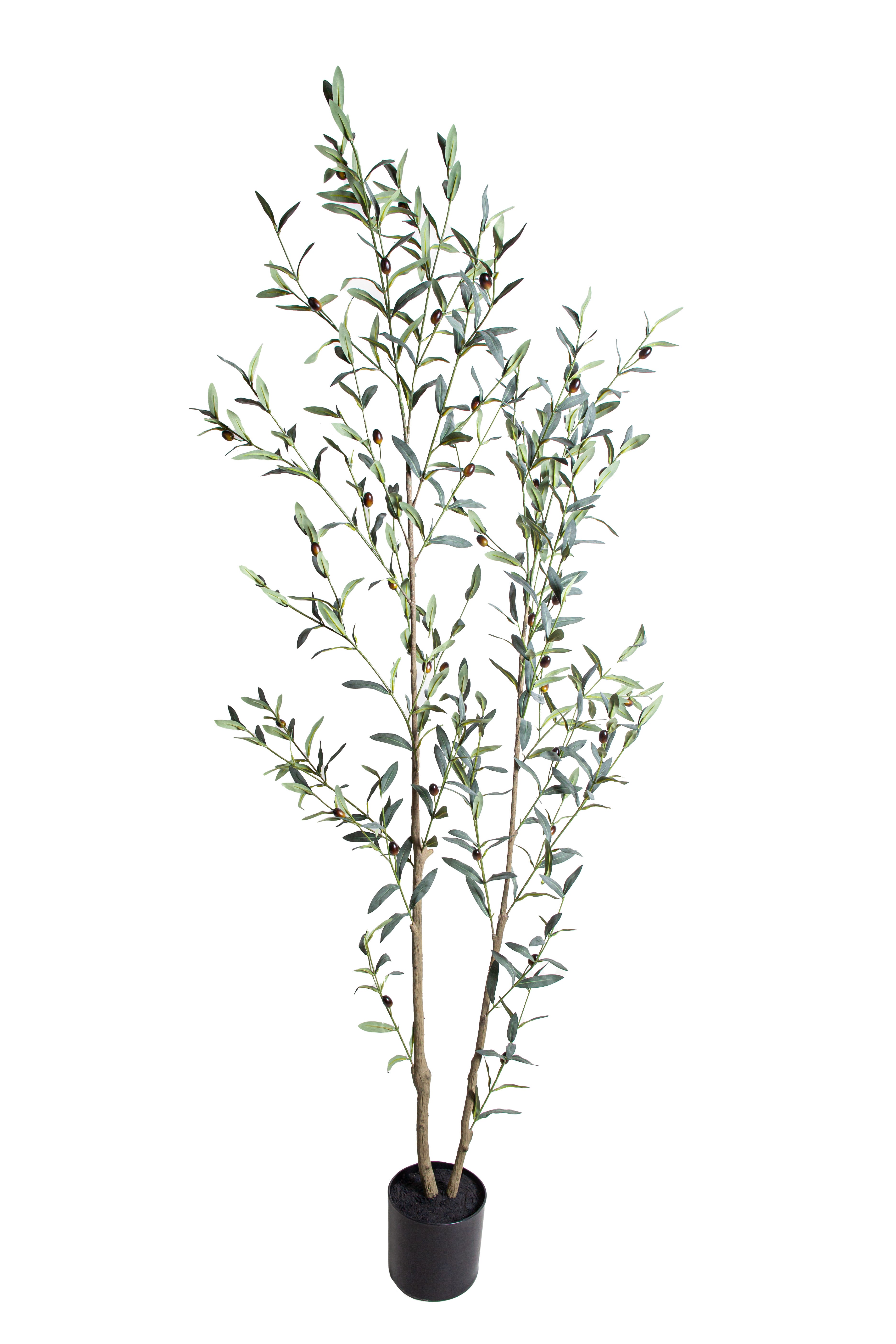 6' Olive Tree FP1502