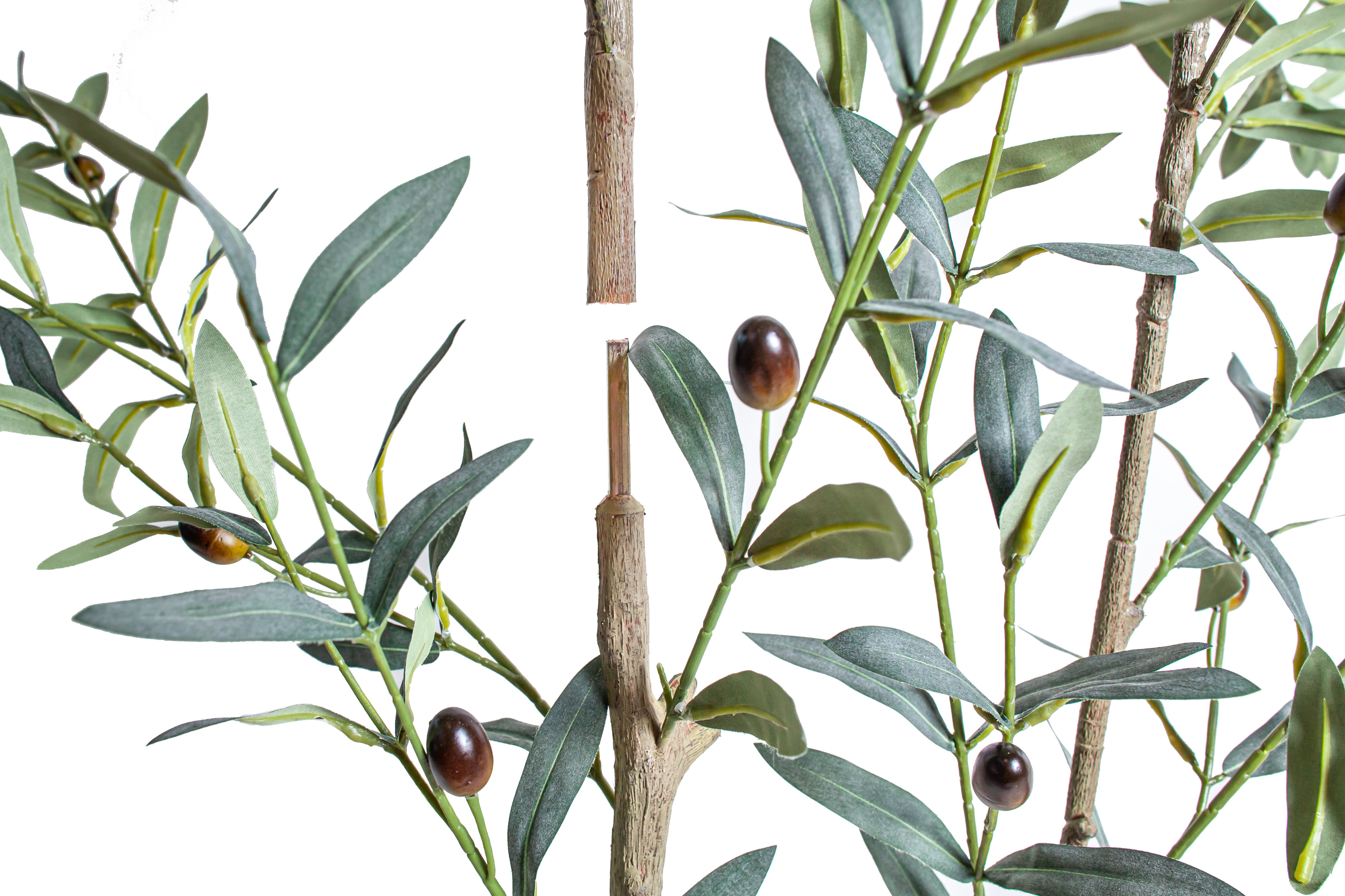 6' Olive Tree FP1502