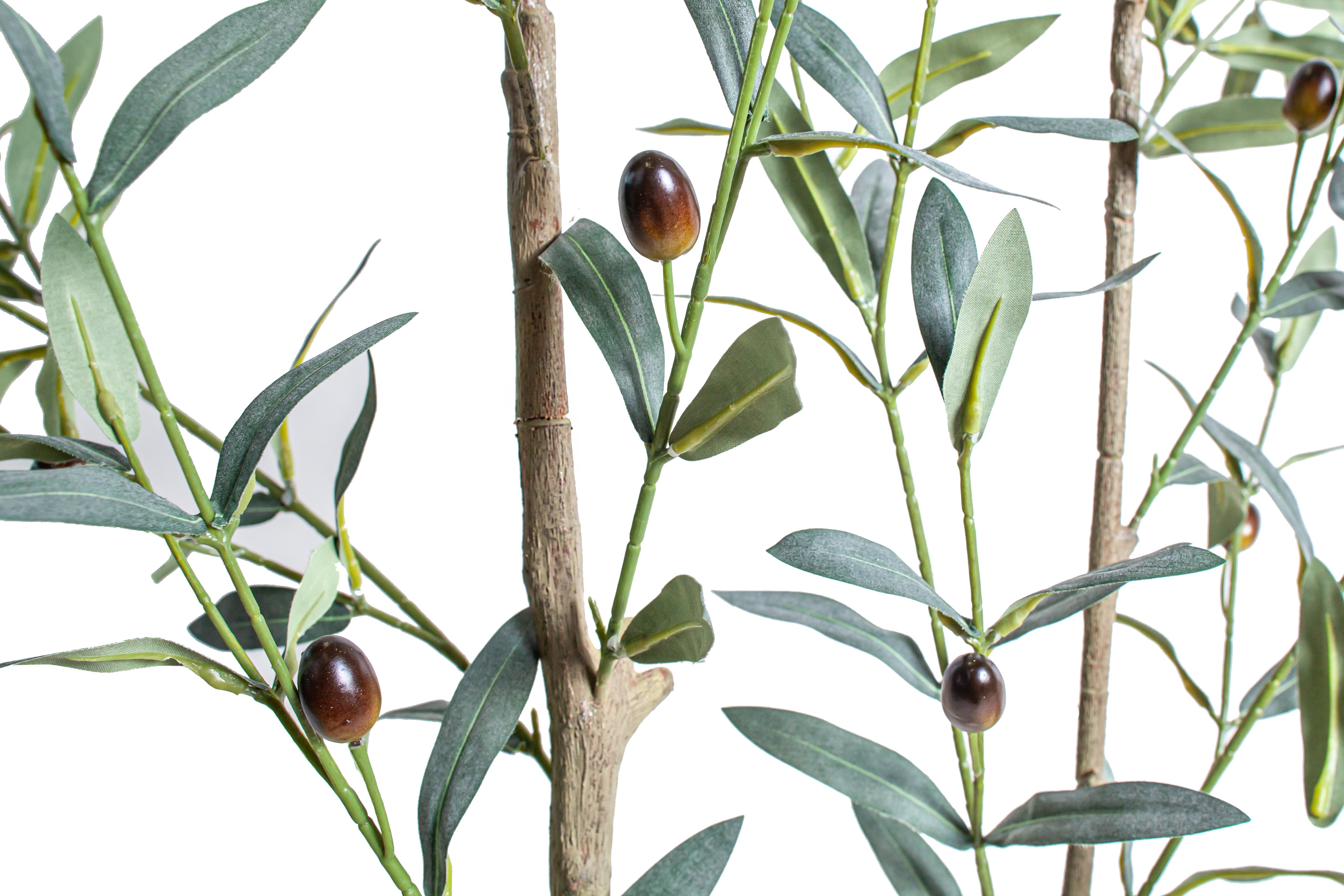 6' Olive Tree FP1502