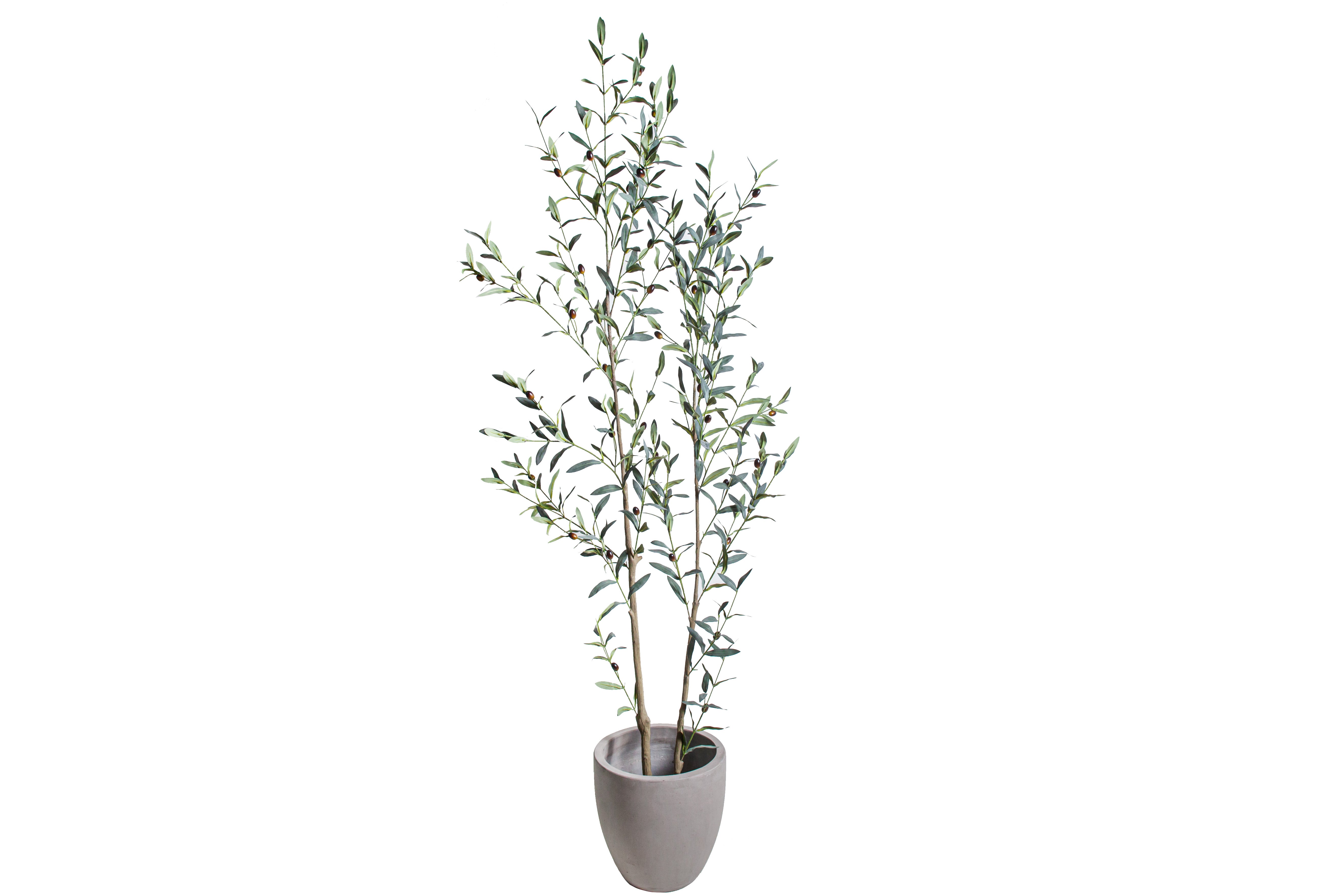 6' Olive Tree FP1502