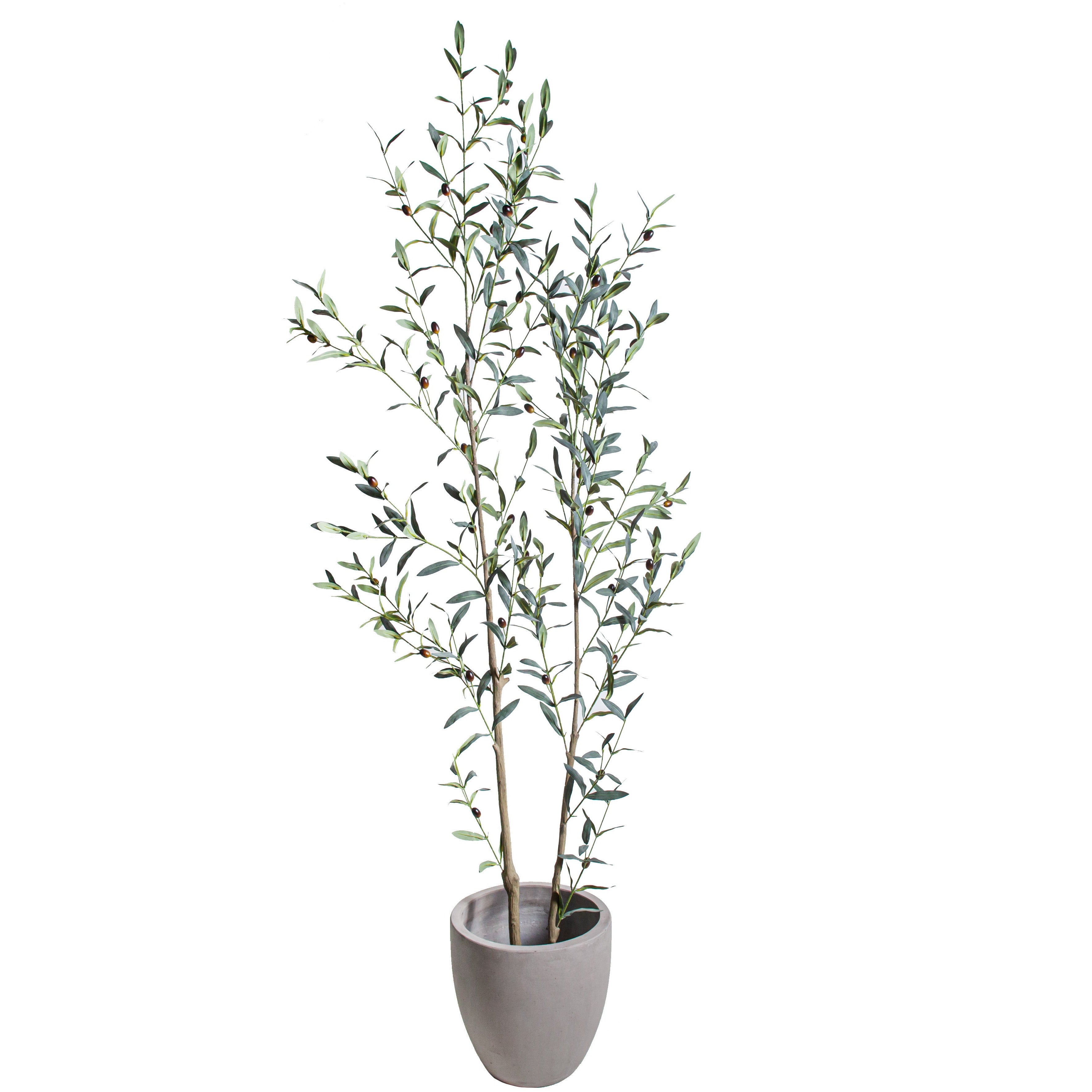 6' Olive Tree FP1502