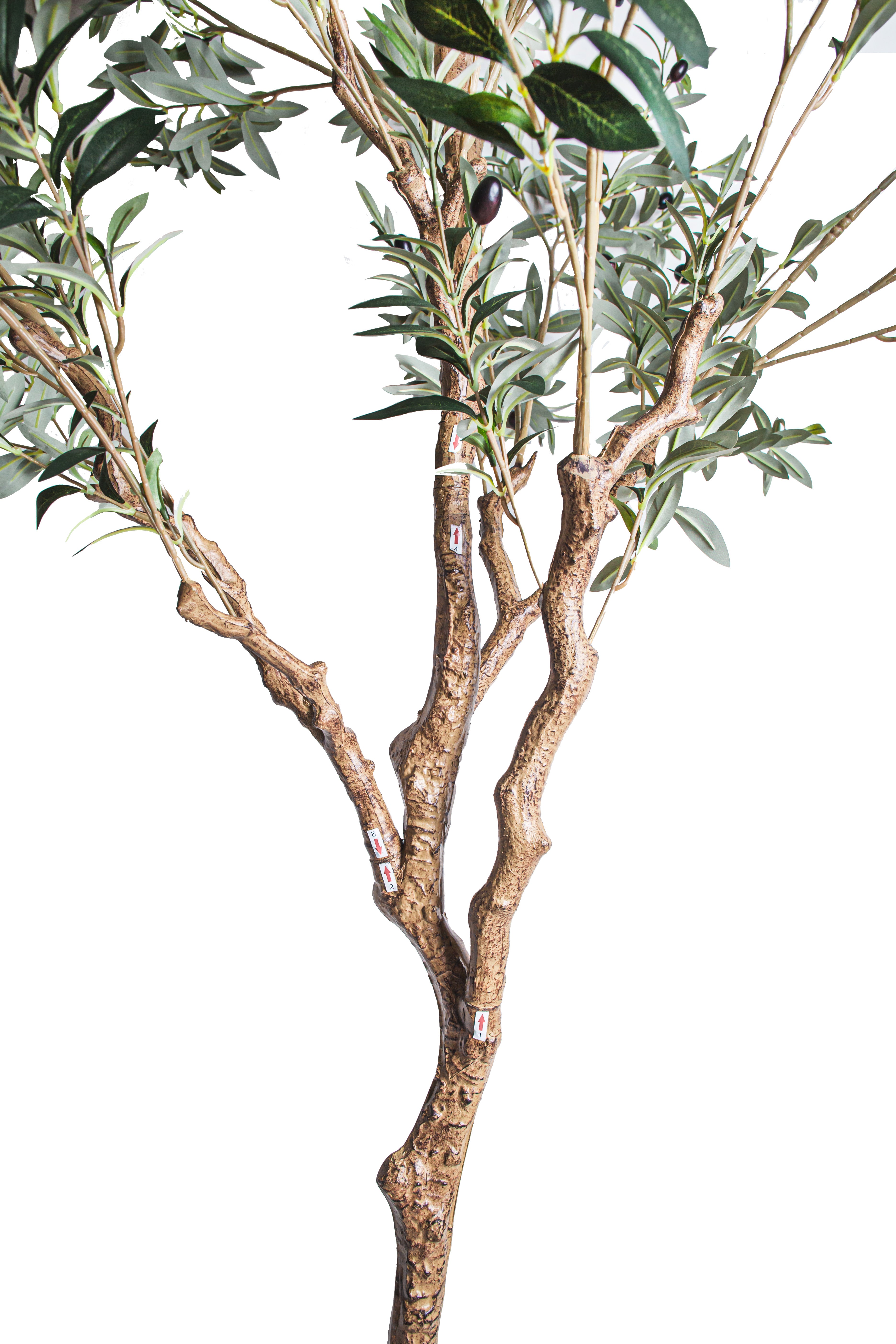 8' Crooked Trunk Olive Tree FP1503