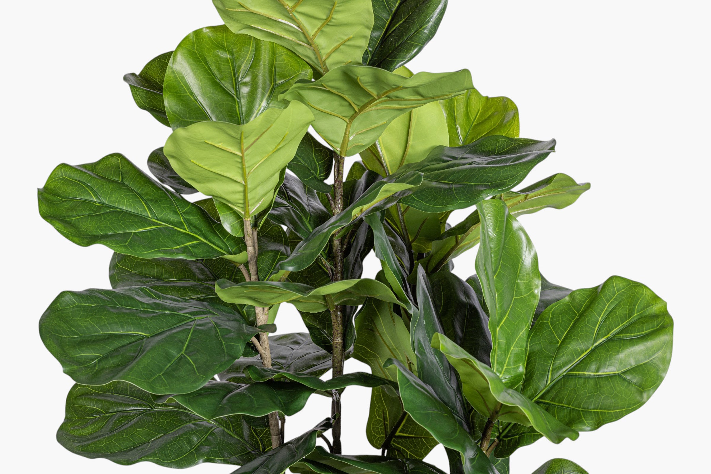 6' Column Fiddle Leaf Fig Tree - UV Treated FP1510