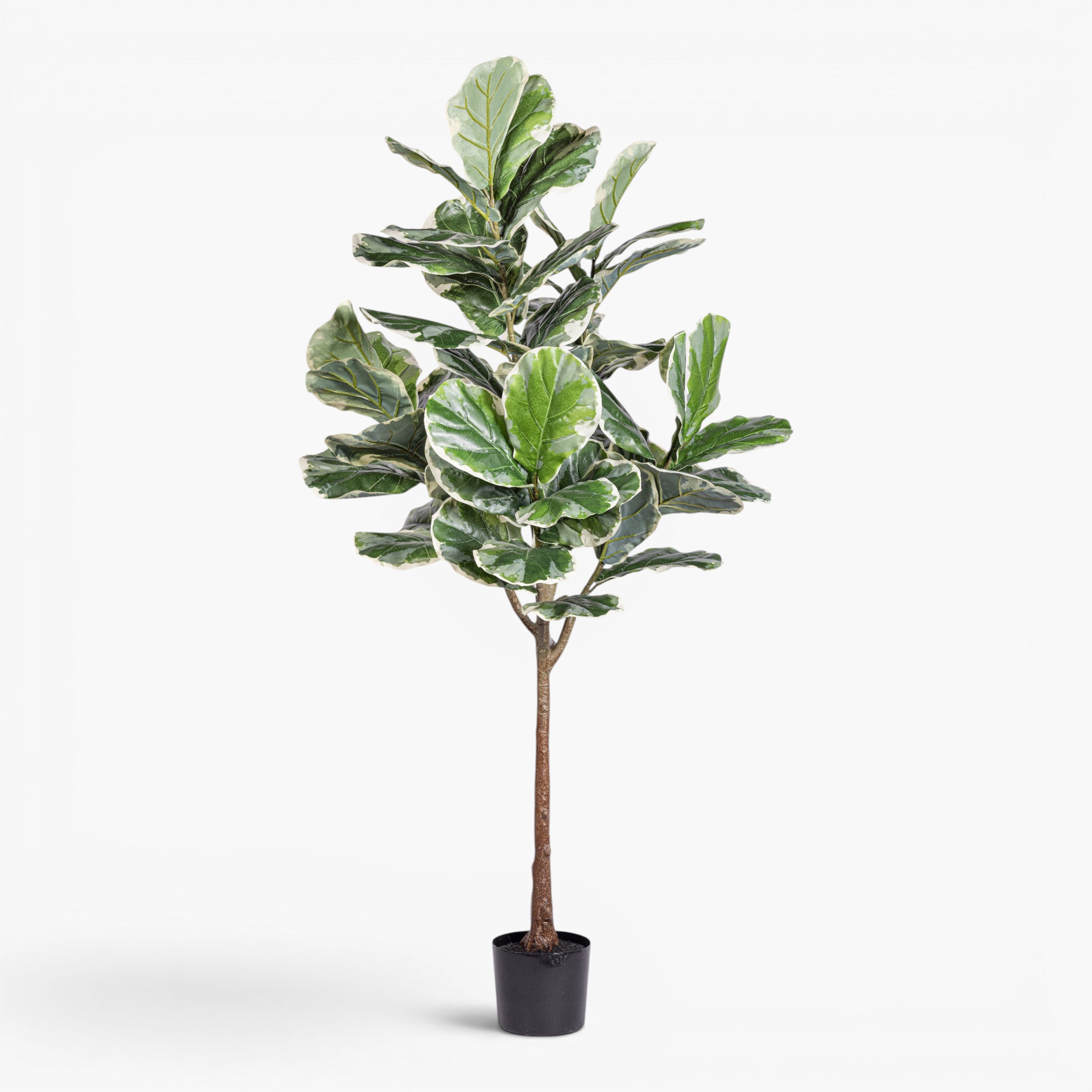 6.5' Fiddle Leaf Fig Tree Variegated - UV Treated FP1511