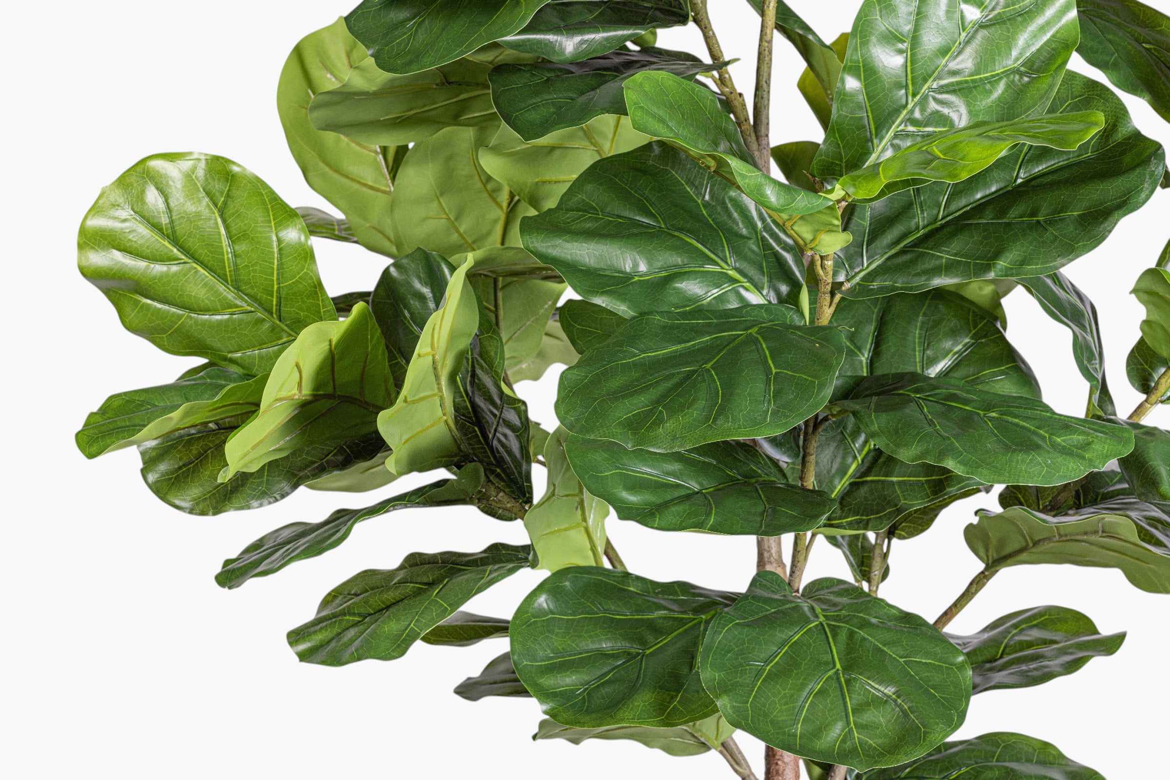 8' Fiddle Leaf Fig Tree - UV Treated FP1512
