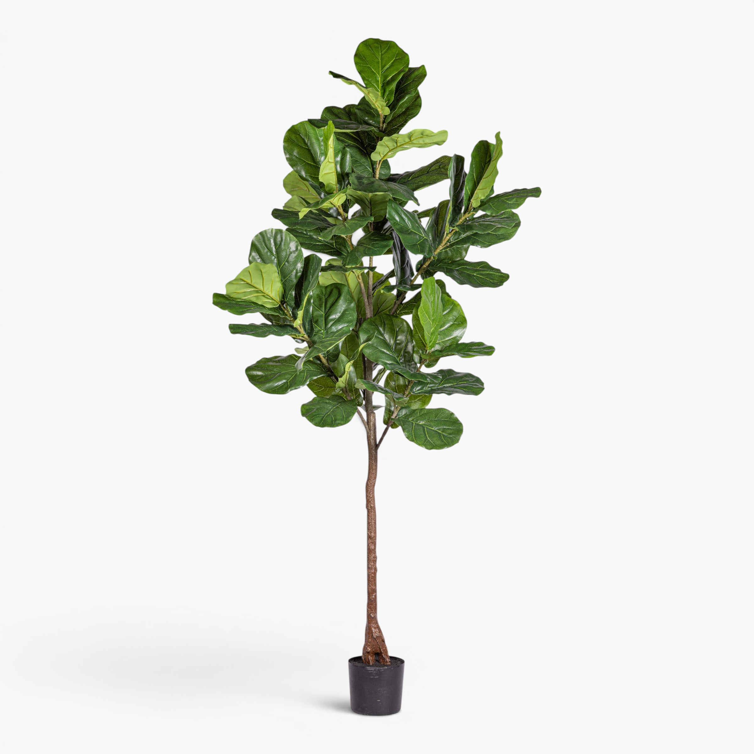 7' Fiddle Leaf Fig Tree - UV Treated FP1513