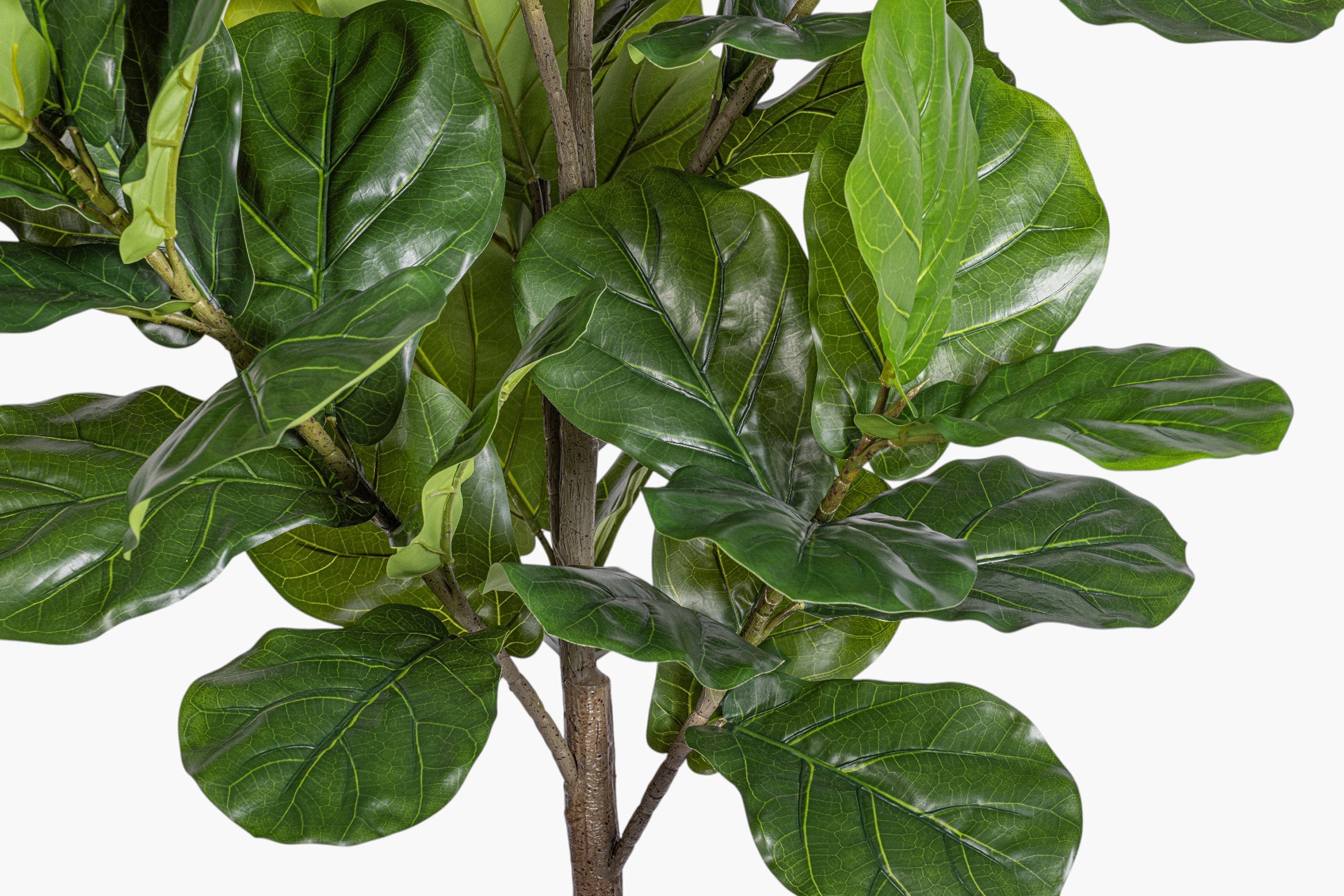 7' Fiddle Leaf Fig Tree - UV Treated FP1513