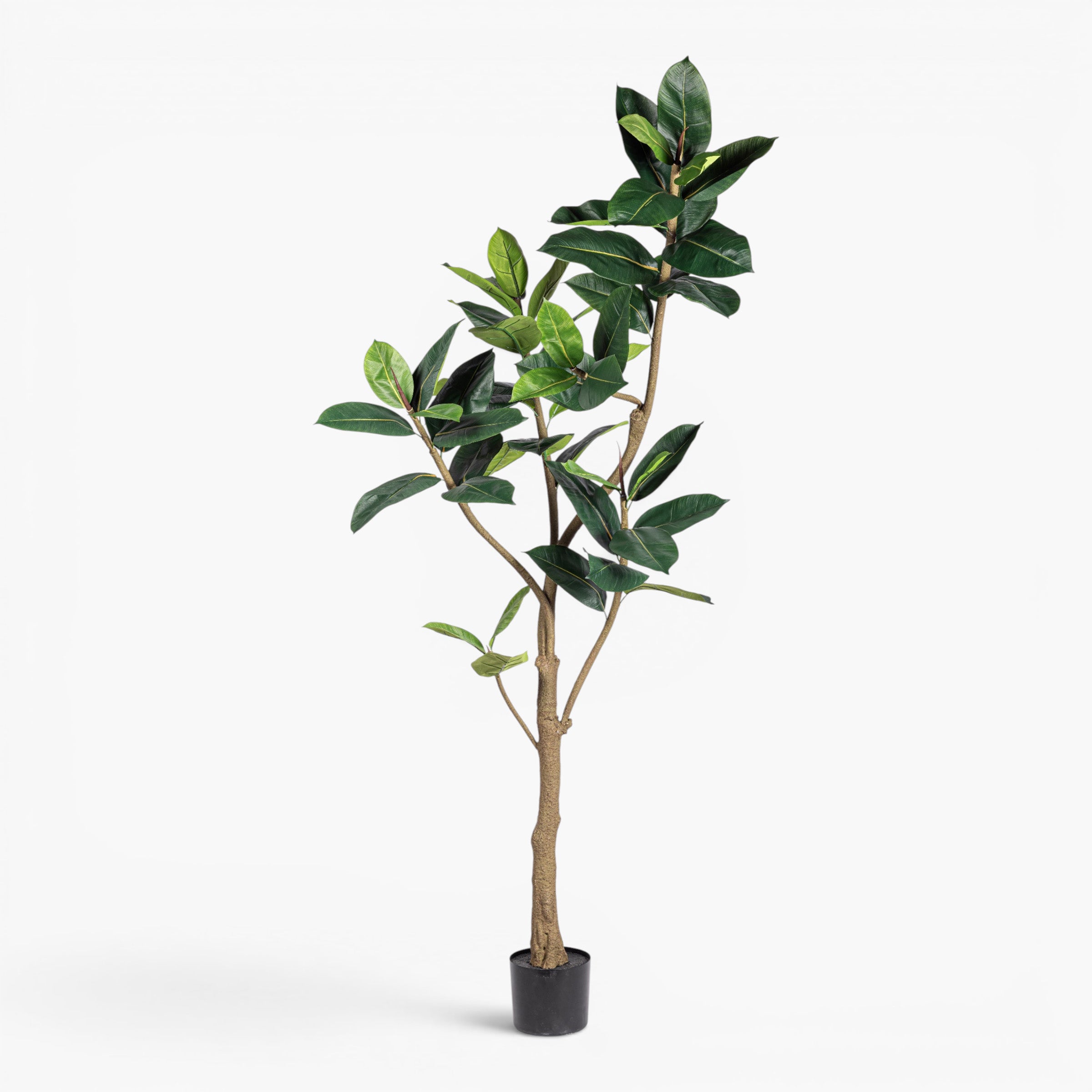 6.5' Rubber Tree FP1514