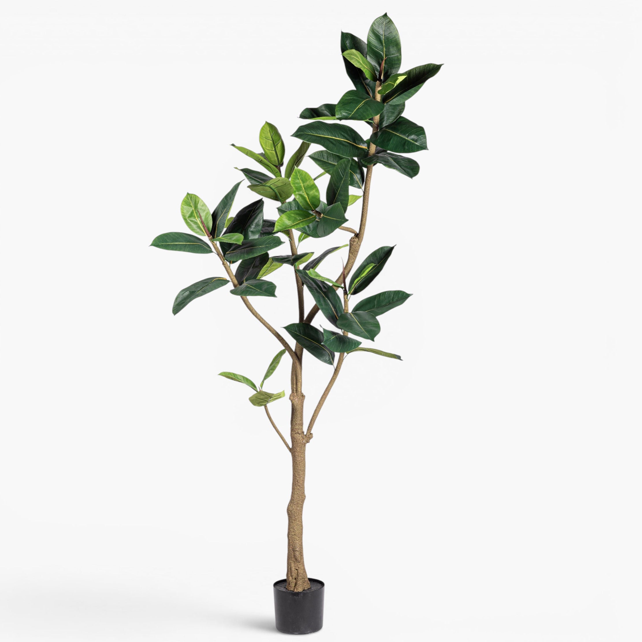 6.5' Rubber Tree FP1514