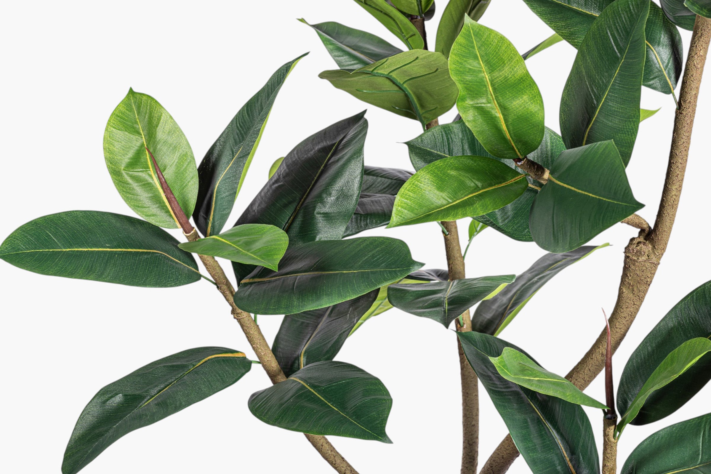 6.5' Rubber Tree FP1514