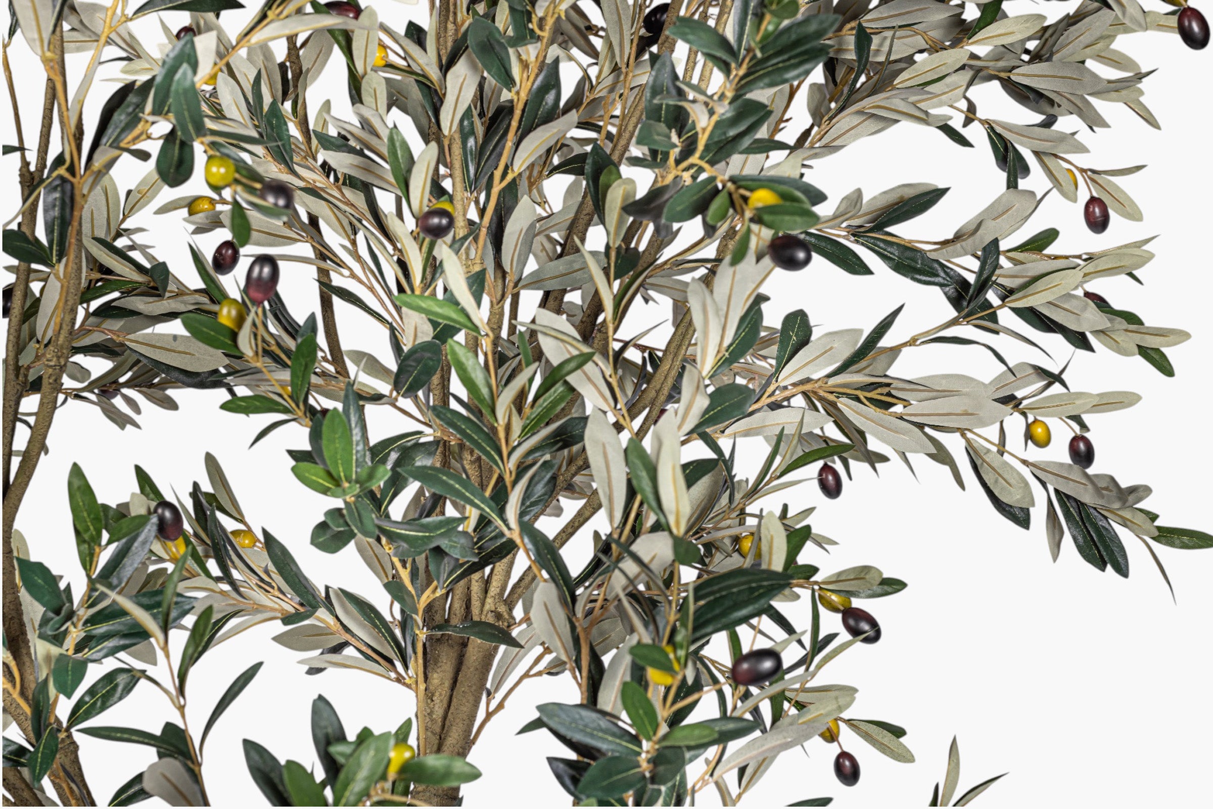 8' Olive Tree FP1515