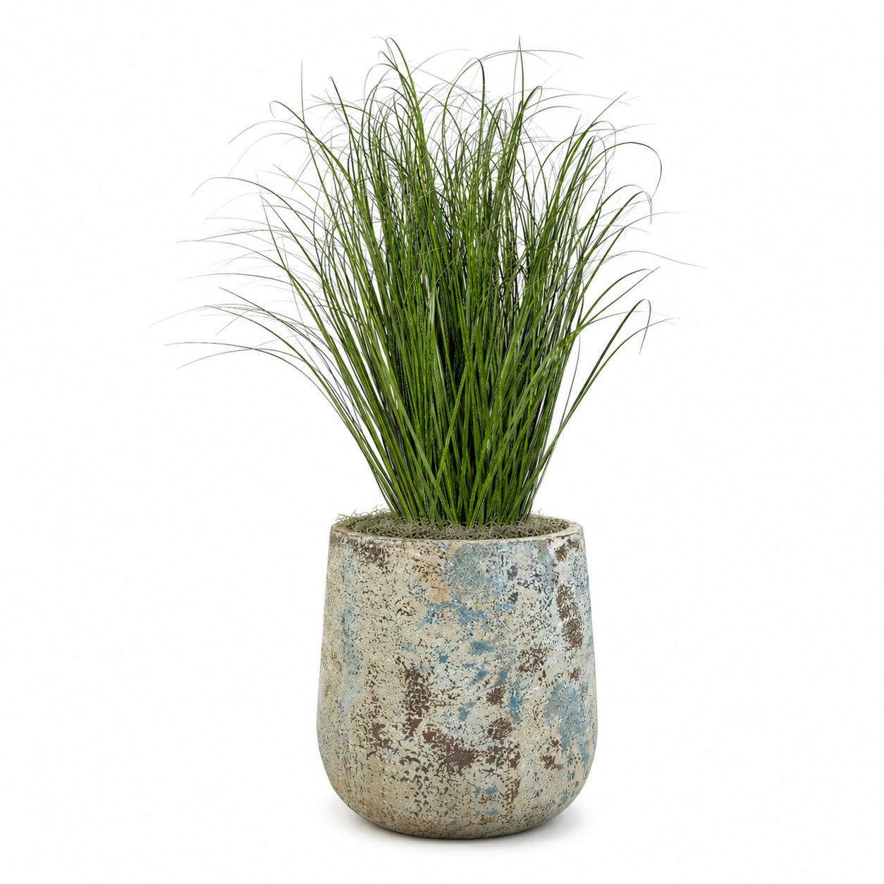 4' Grass Plant in Oliver Planter PC1516CN1379SM