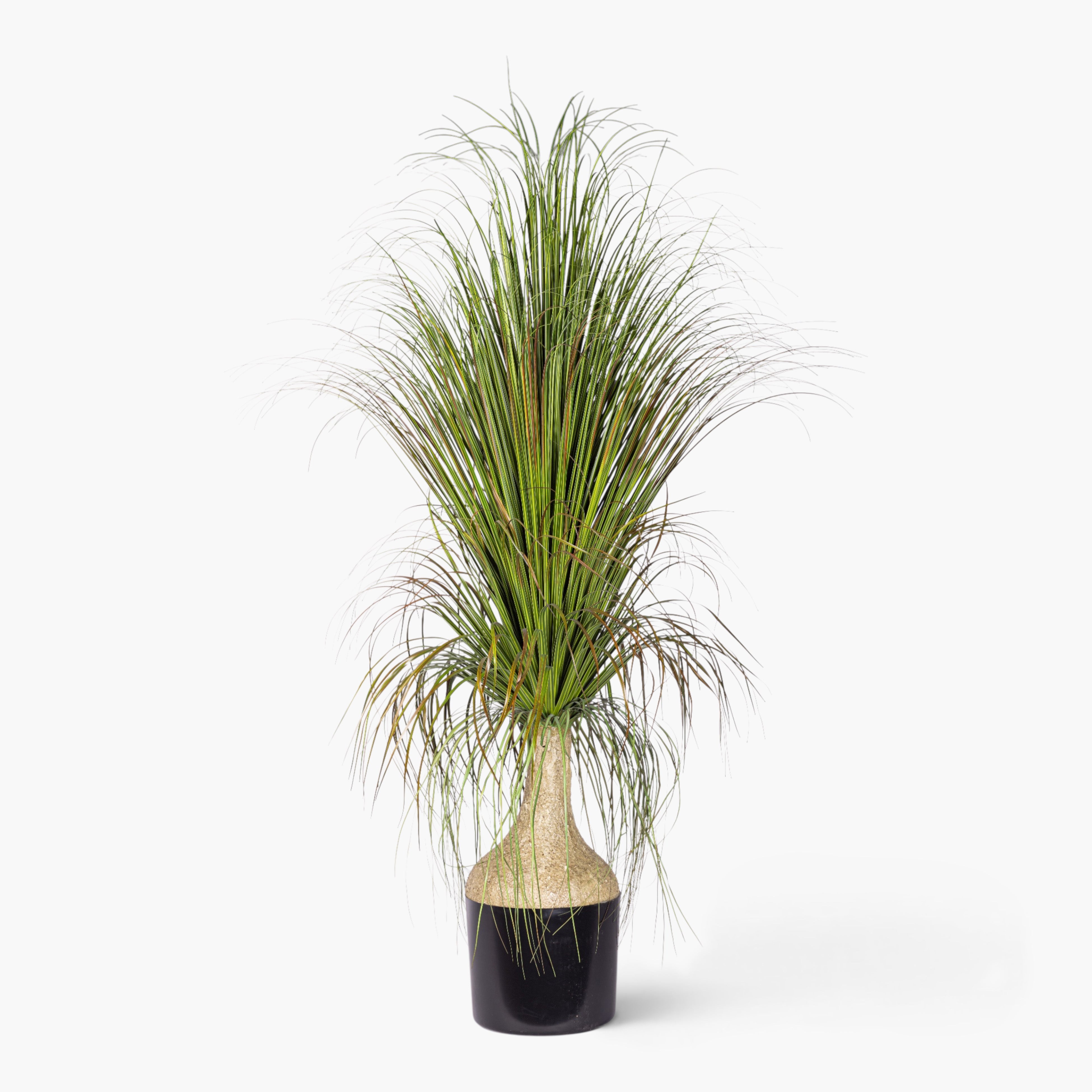 4.5' Pony Tail Palm Tree - UV Treated FP1519UV