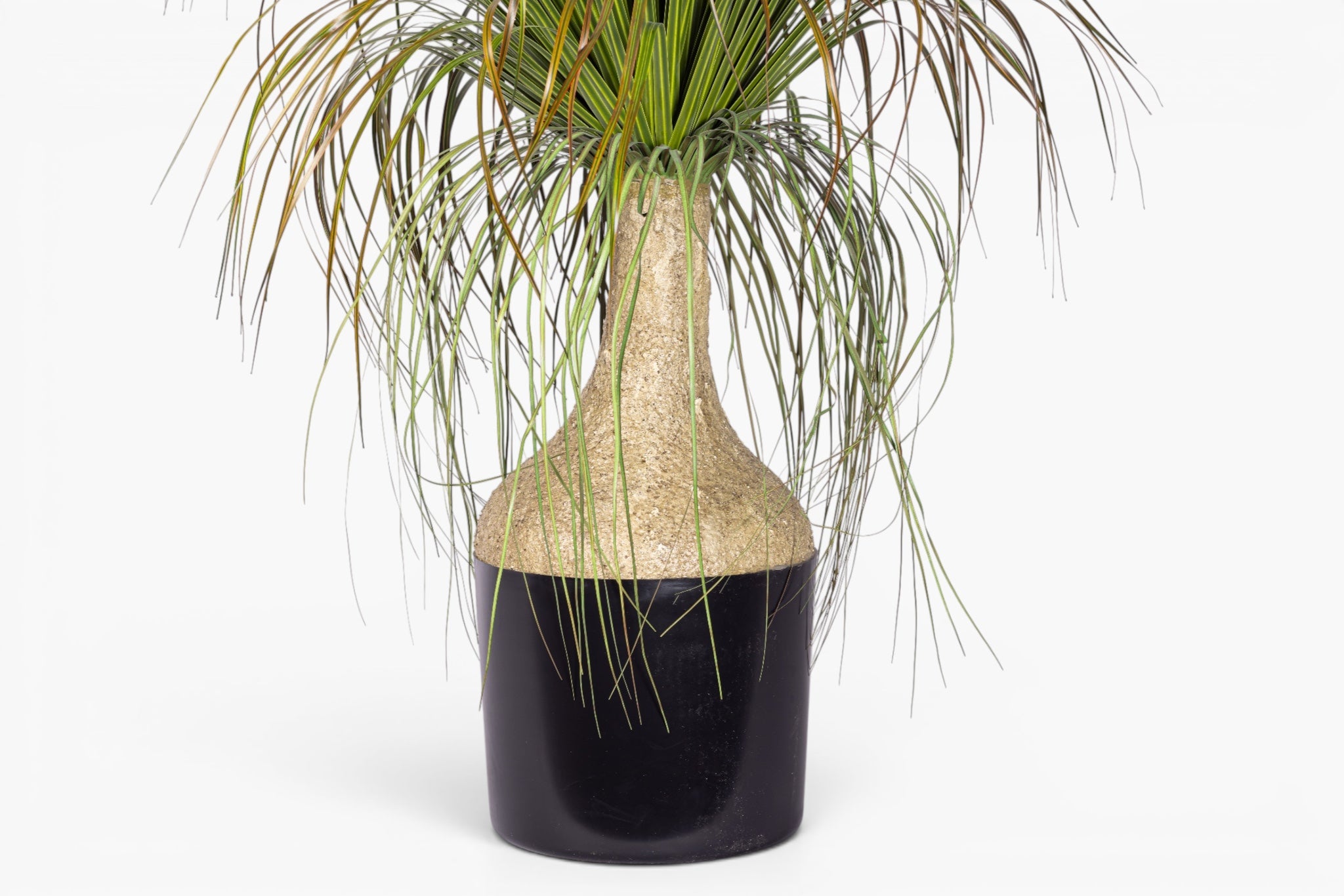 4.5' Pony Tail Palm Tree - UV Treated FP1519UV