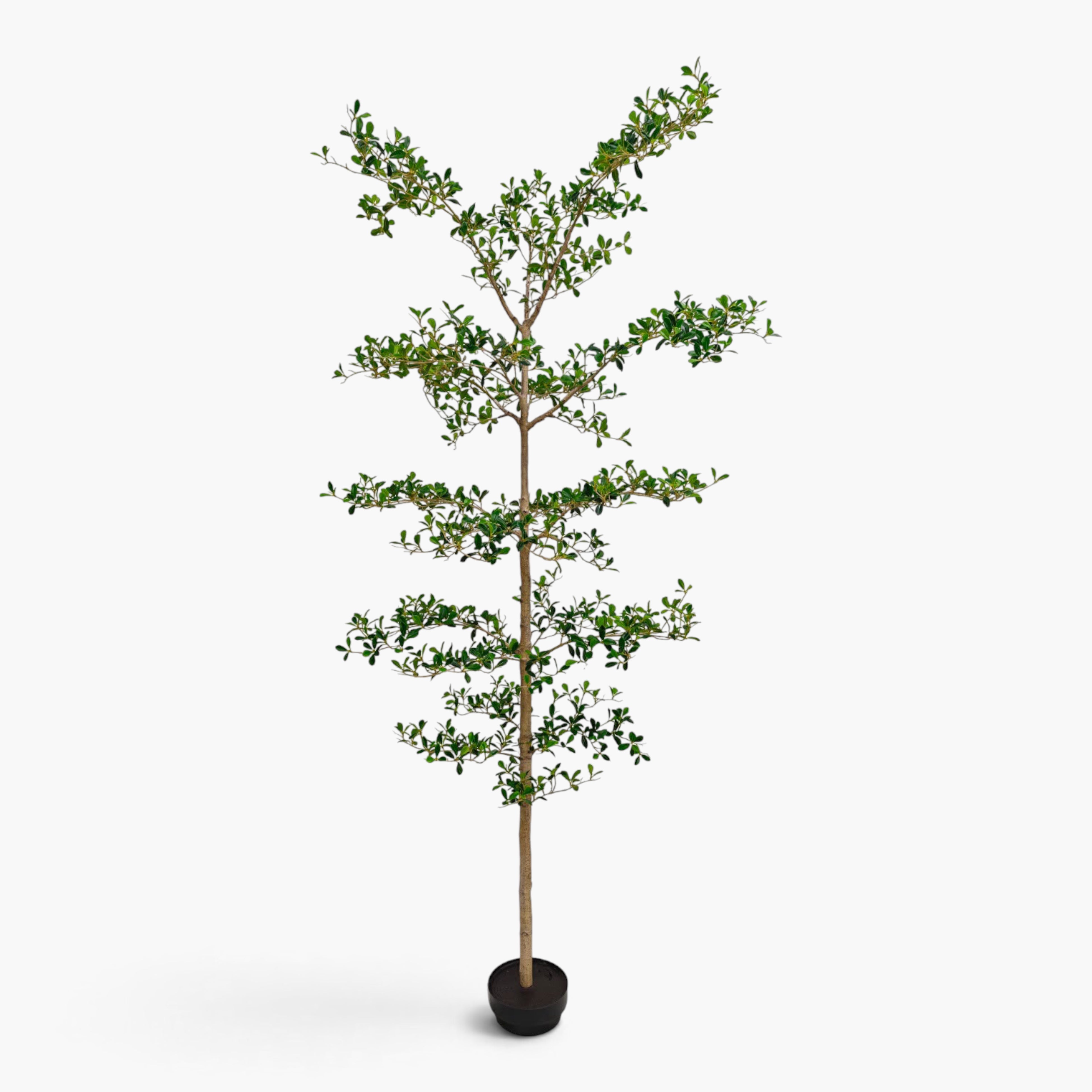 7’ Shady Lady Tree FP1520