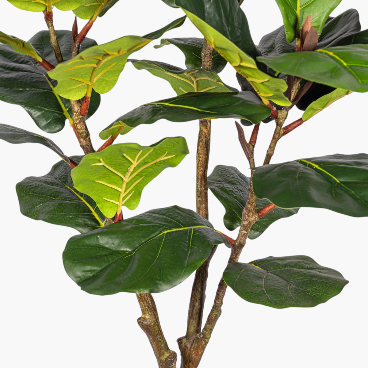 5' Fiddle Leaf Fig Tree FP1521GR05