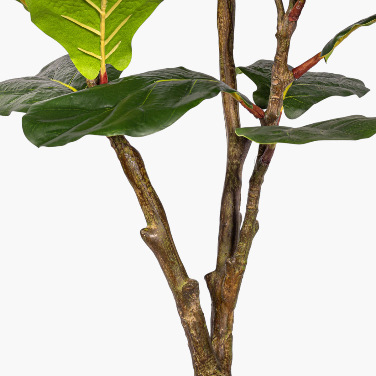 5' Fiddle Leaf Fig Tree FP1521GR05