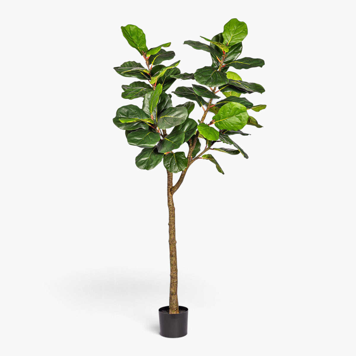 7' Fiddle Leaf Fig Tree FP1522