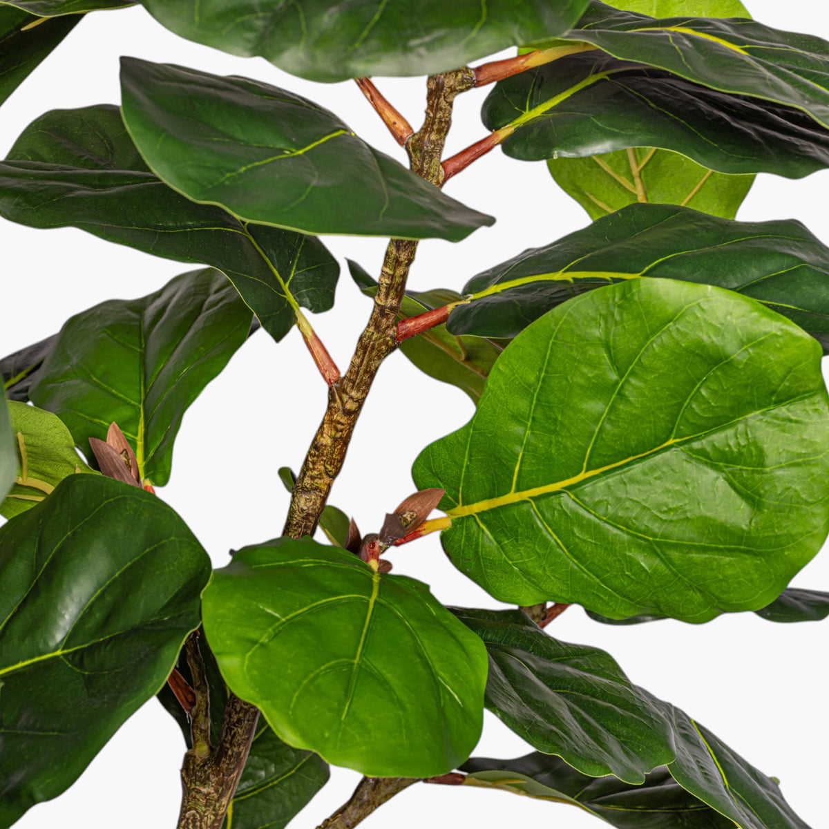 7' Fiddle Leaf Fig Tree FP1522