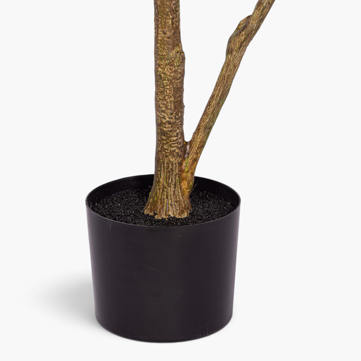 7' Crepe Myrtle Tree FP1523