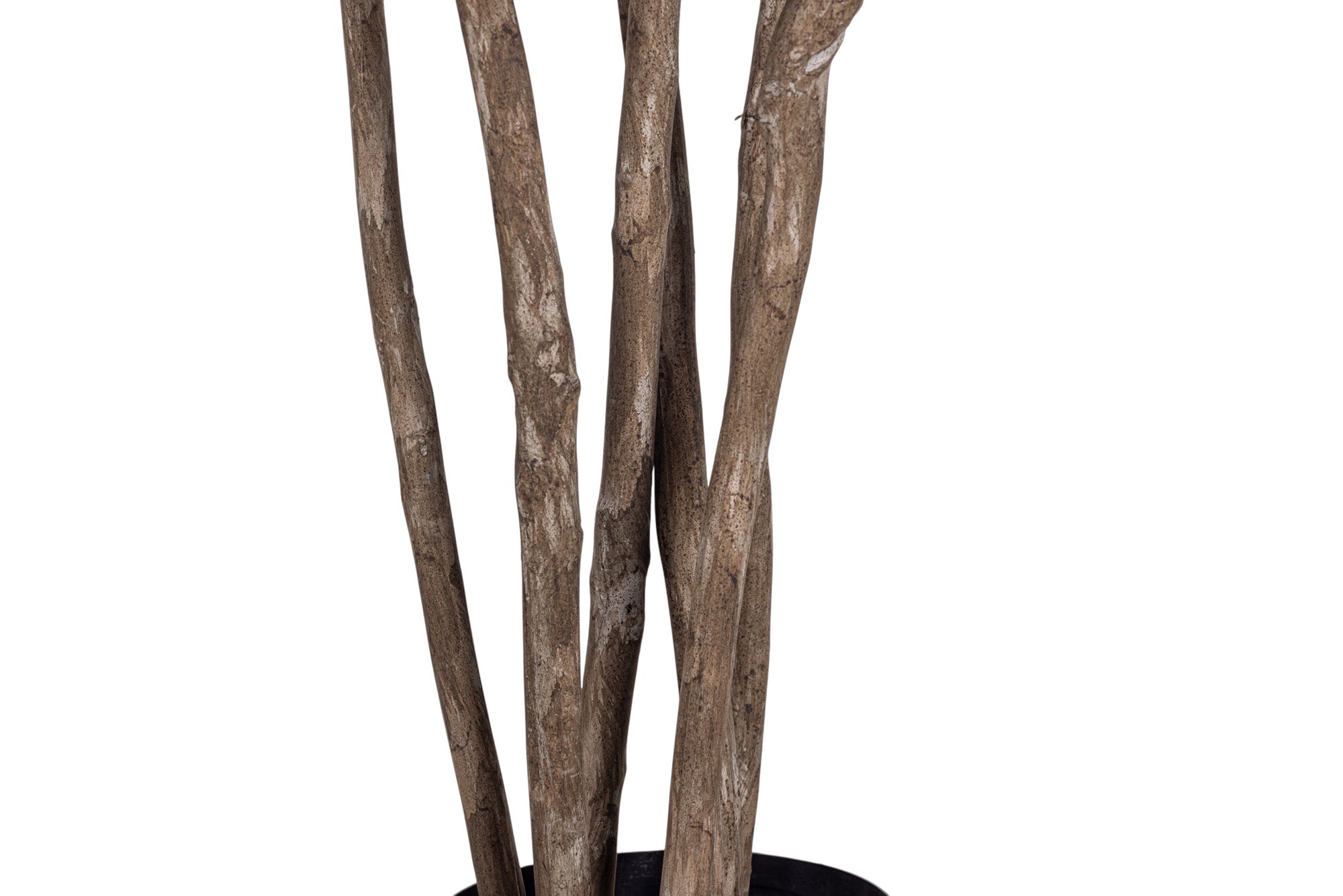 7’ Beech Tree FP1506