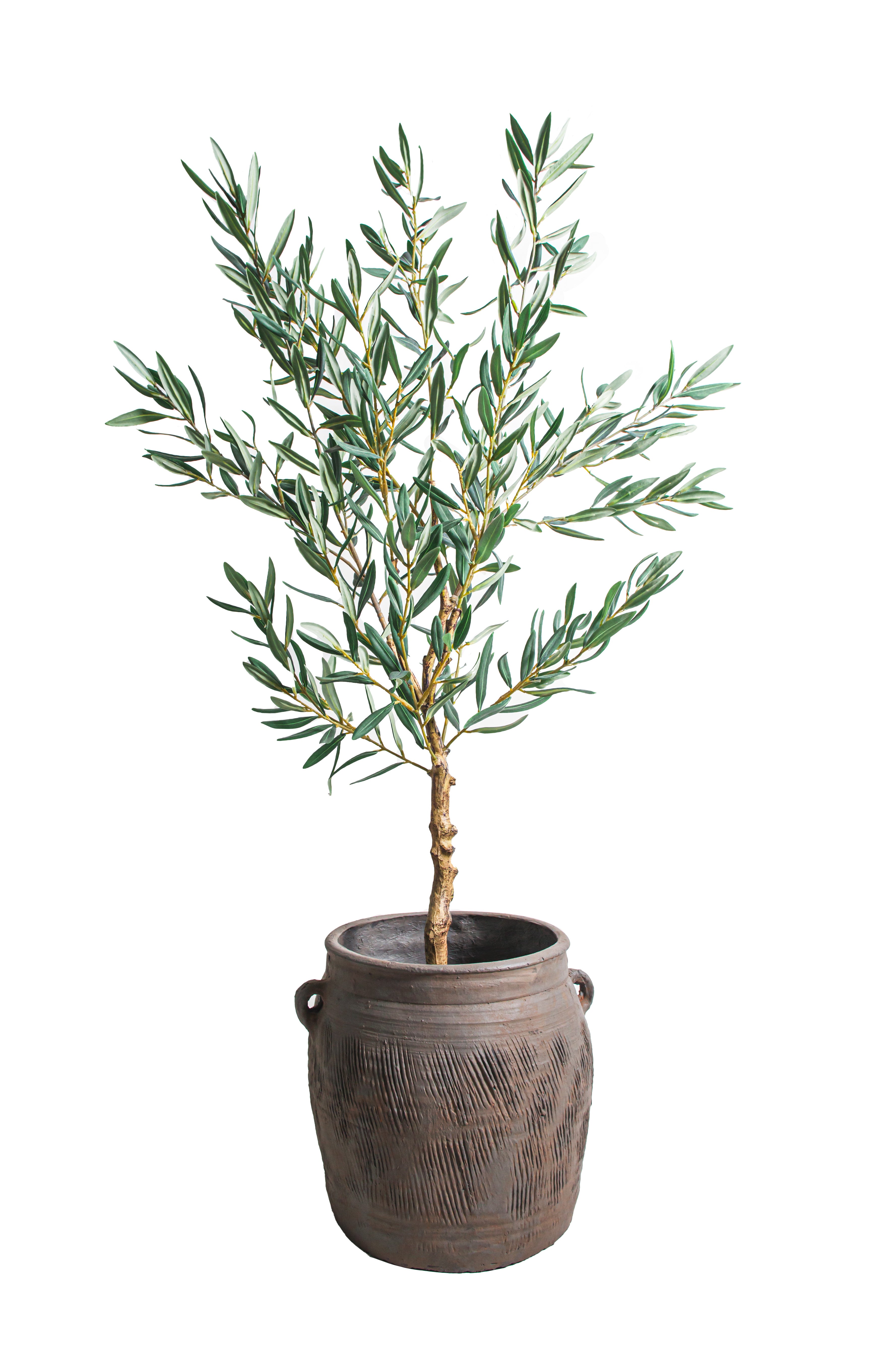 4' Olive Tree FP1454