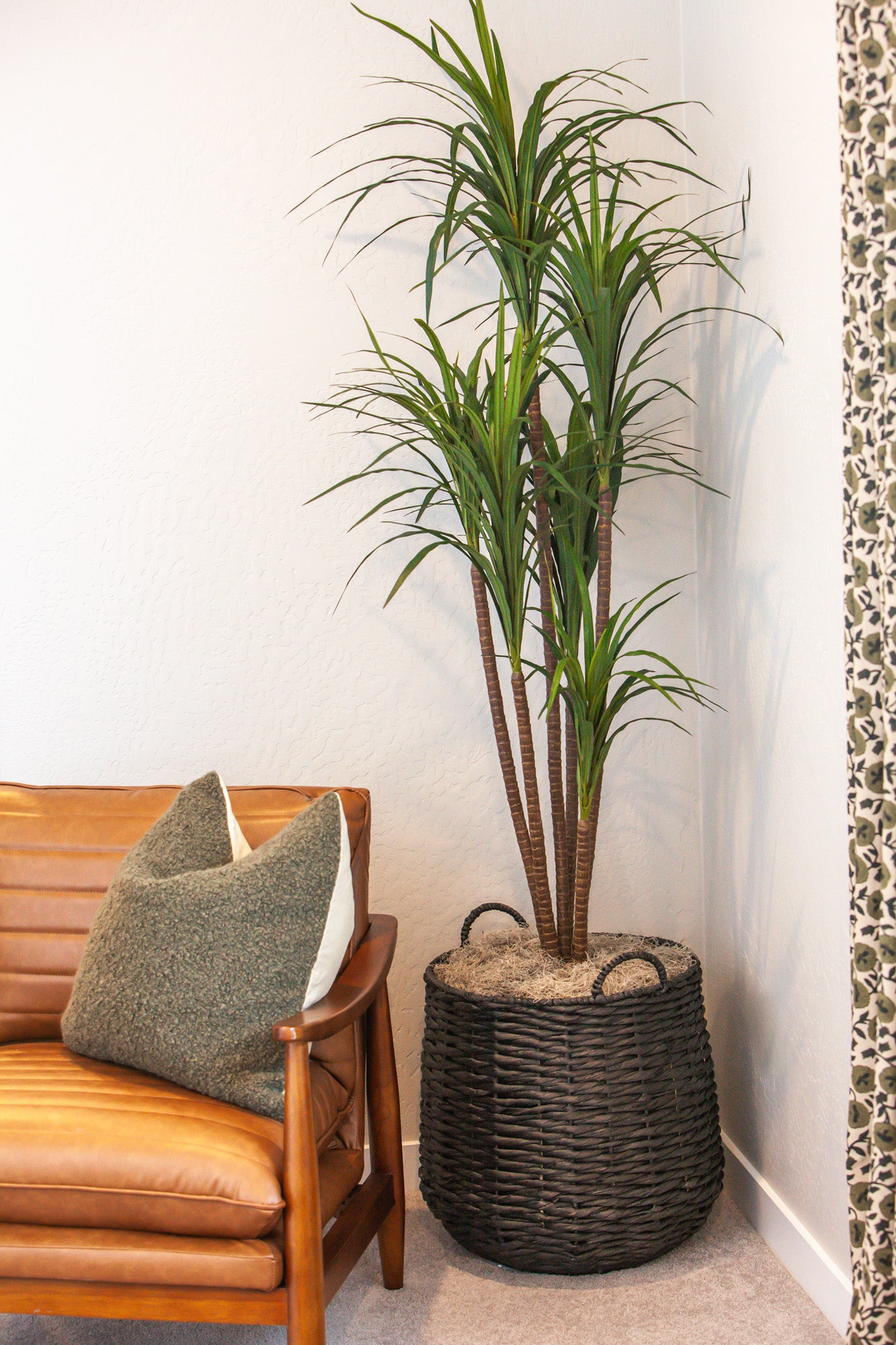 6’ Dracaena Marginata Tree   FP1211