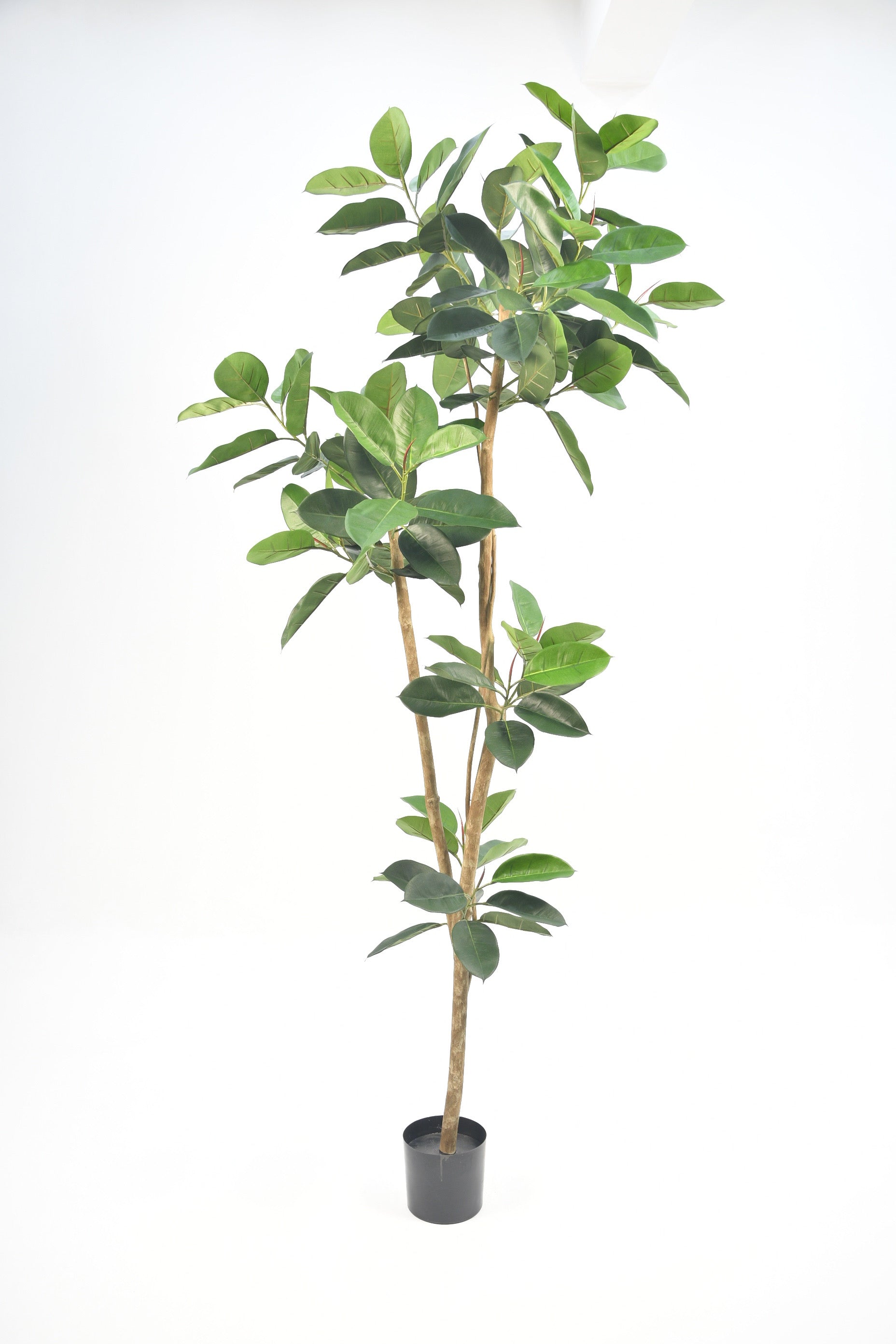8’ Rubber Tree     FP1012