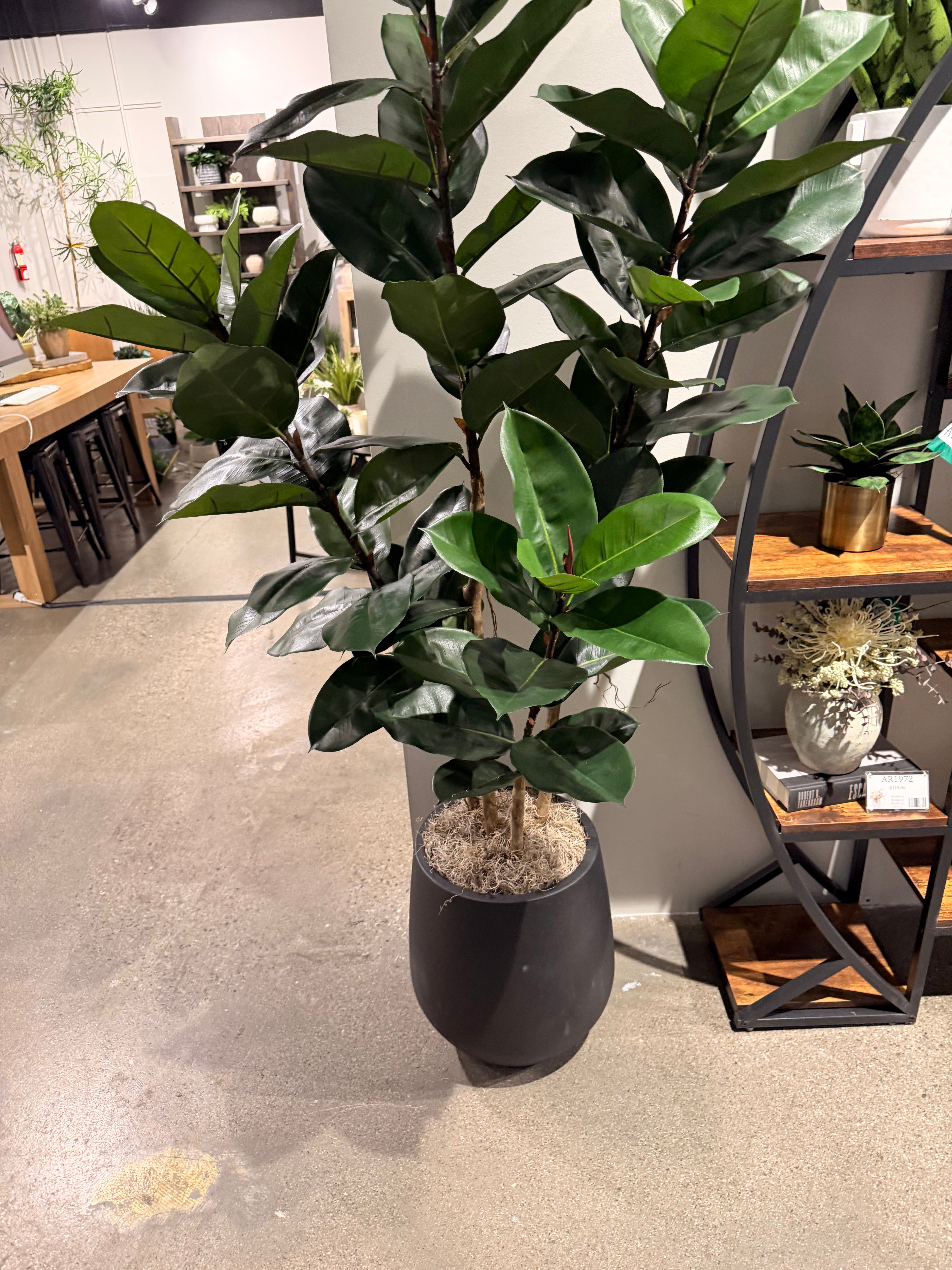 Rubber Tree in Holden Planter PC1306CN1464BK