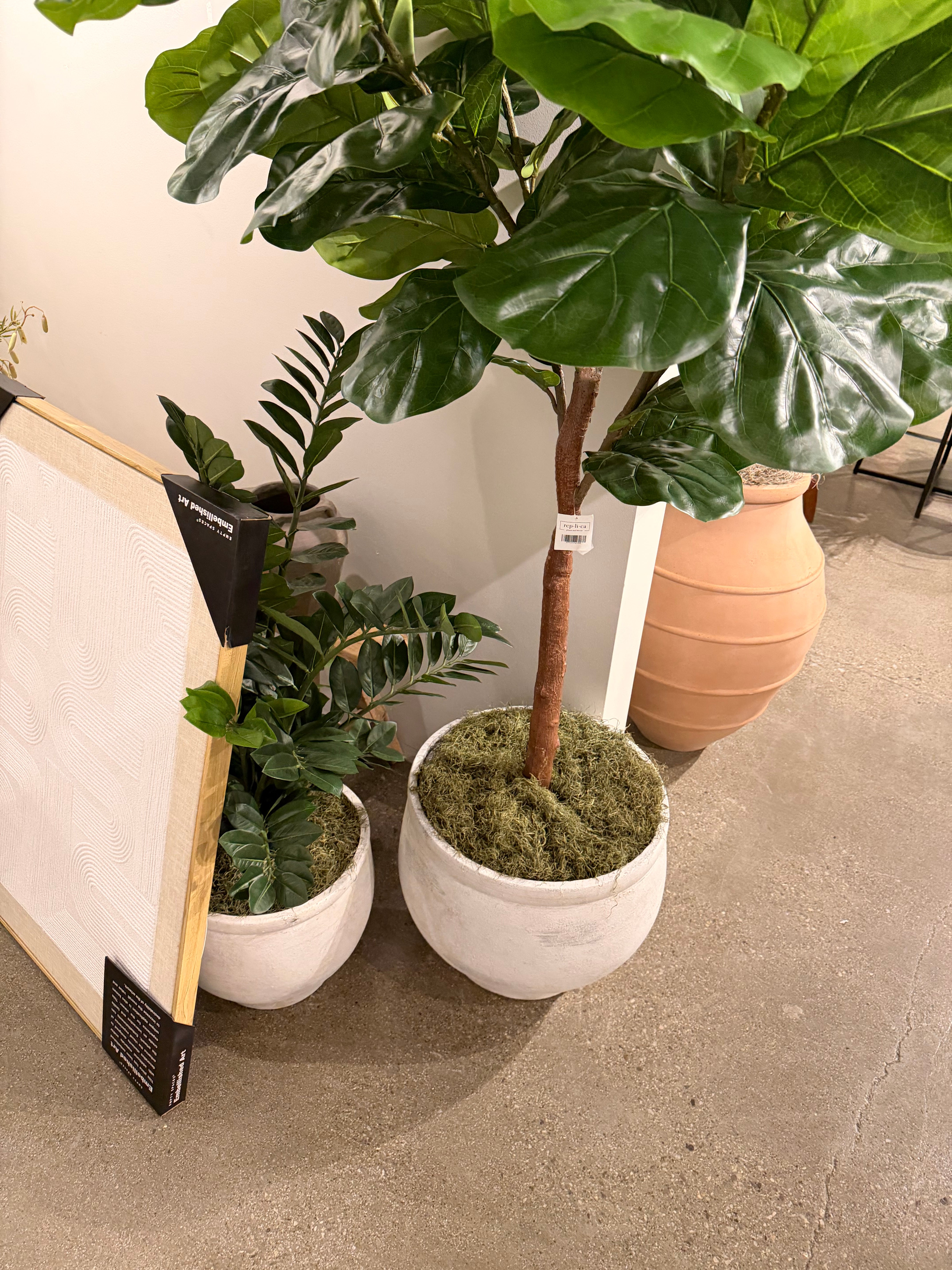 Fiddle Leaf Fig in Mason Planter with Sheet Moss PC1513CN1480LG