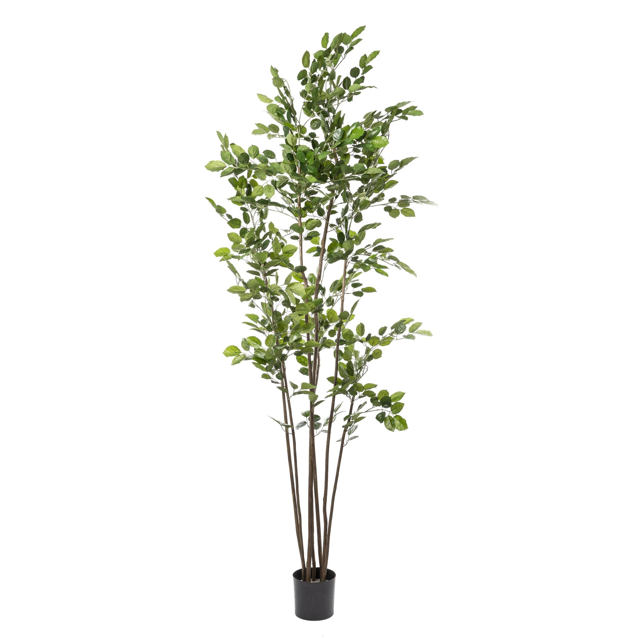 8’ Beech Tree- UV Protected FP1284