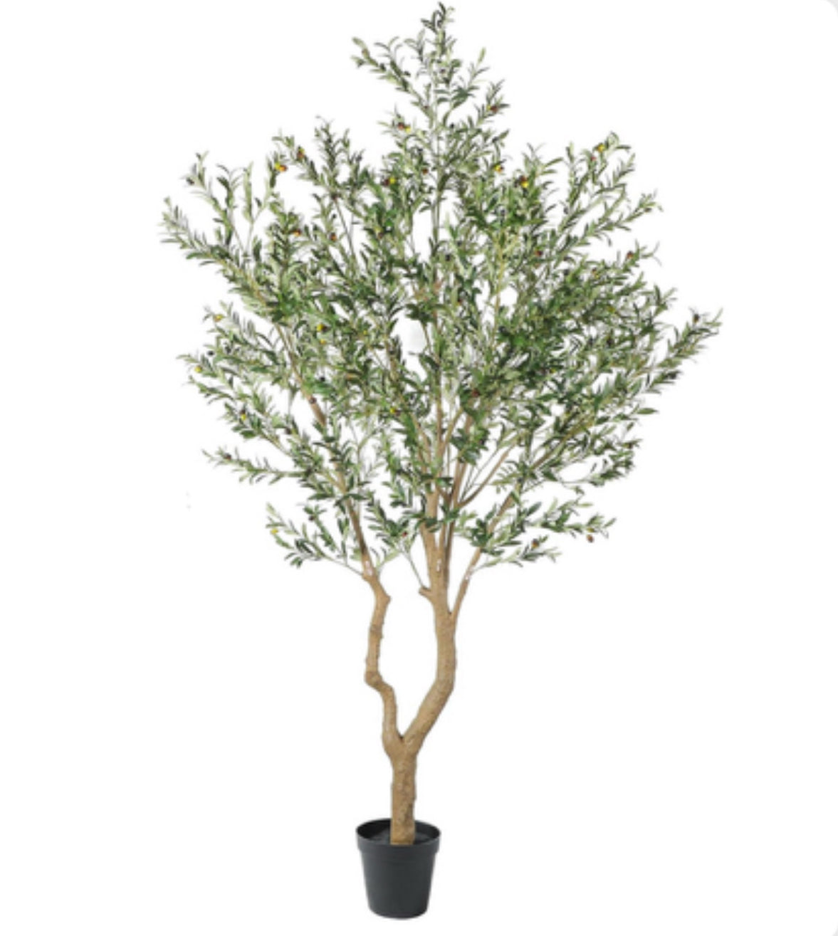 10' Olive Tree FP1504