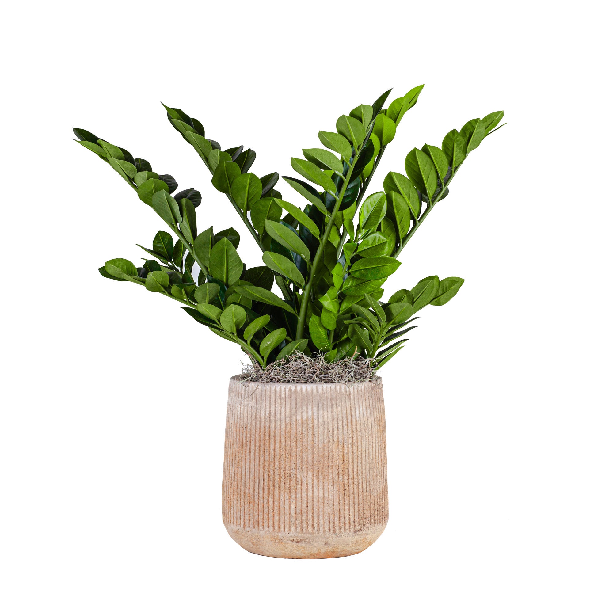 31" ZZ Plant FP1176