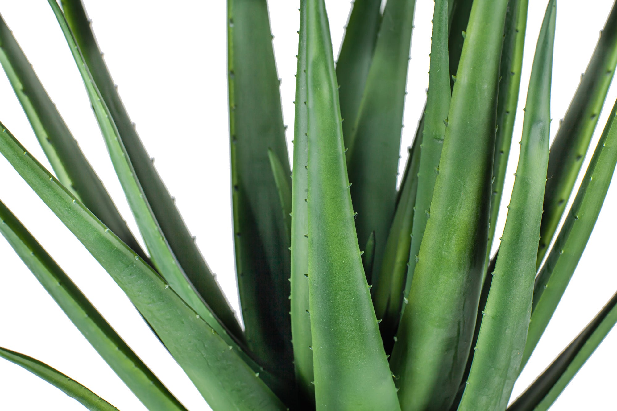 3' Aloe Plant FP1144