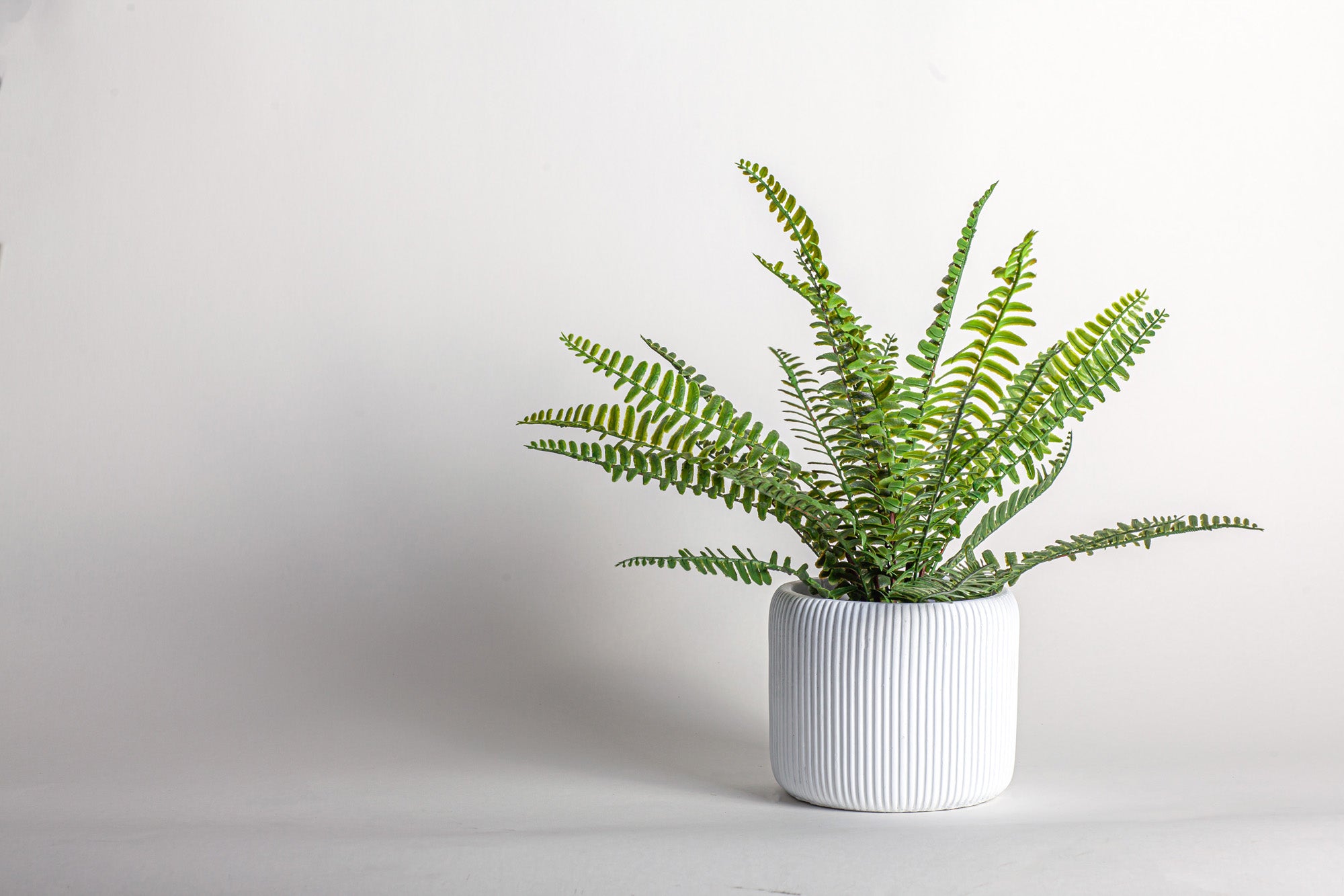 14" Drop In Boston Fern Plant     PP1040