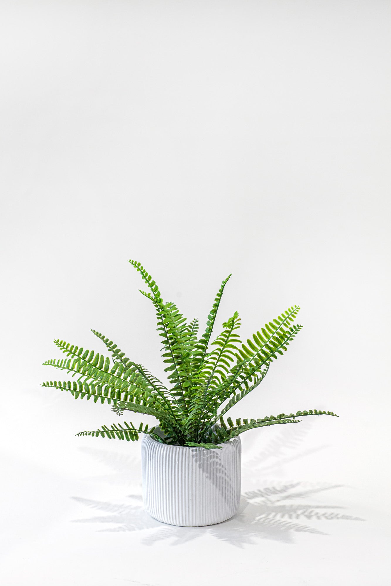 Lola Pot   CN1353