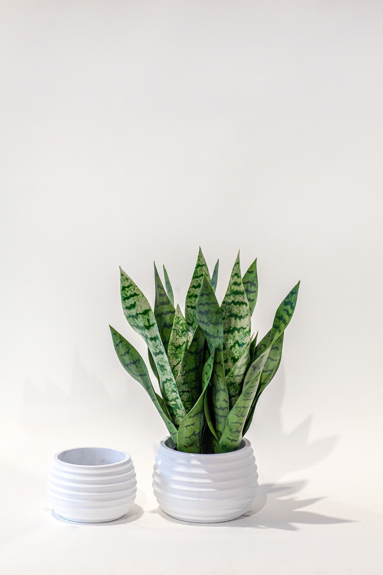 17" Snake Plant PP1024