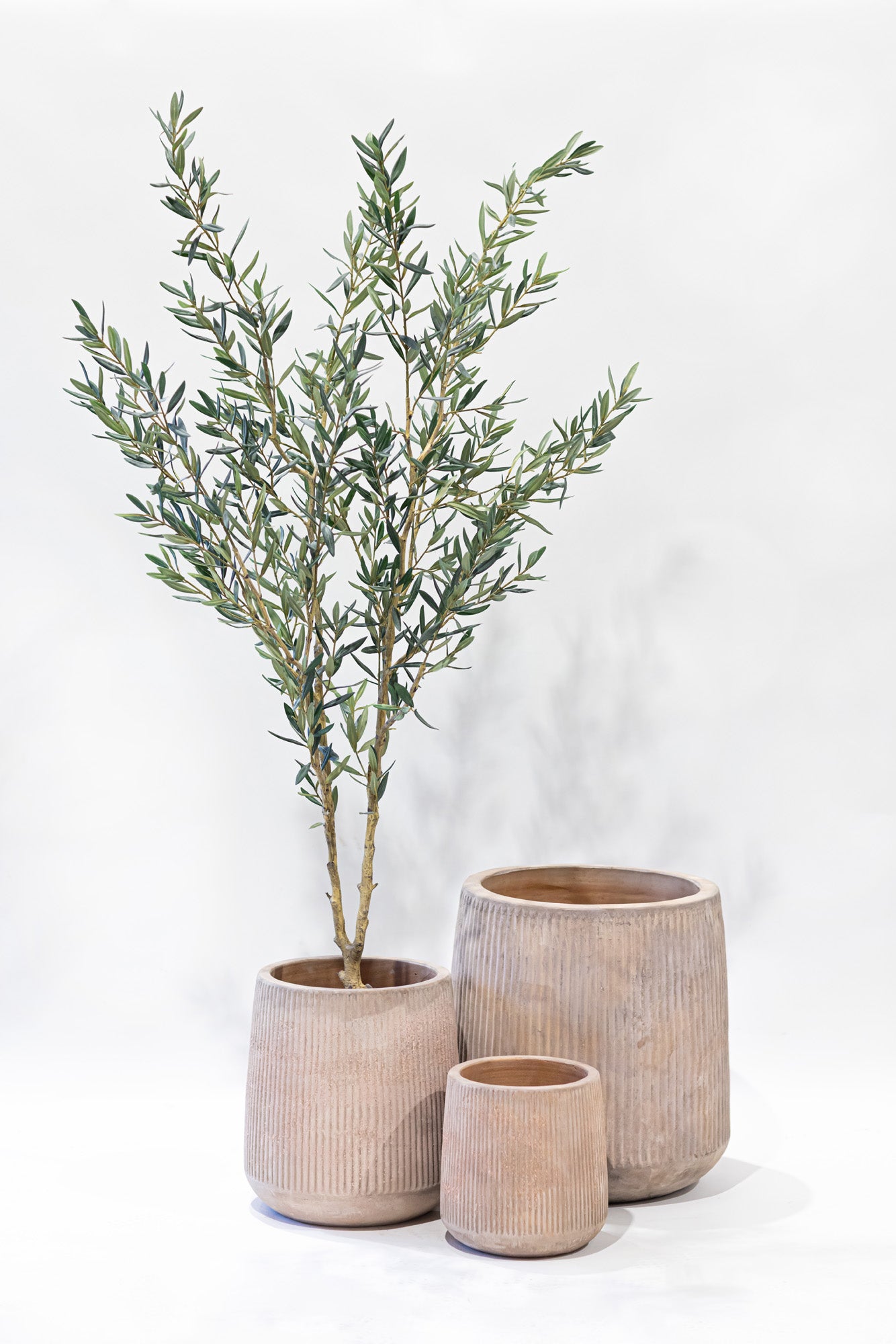 6' Olive Tree-No Olives FP1442