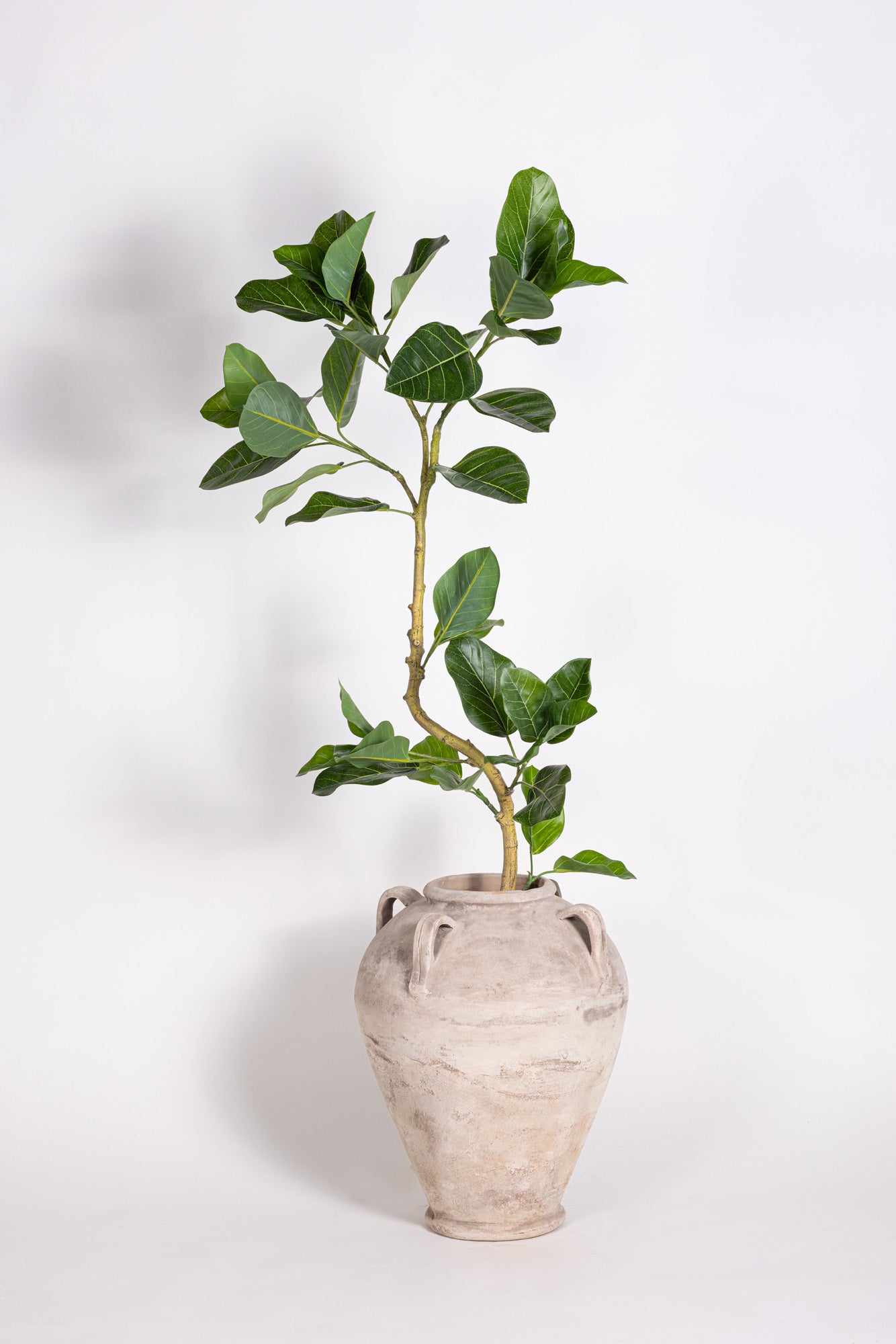 4' Audrey Ficus FP1455