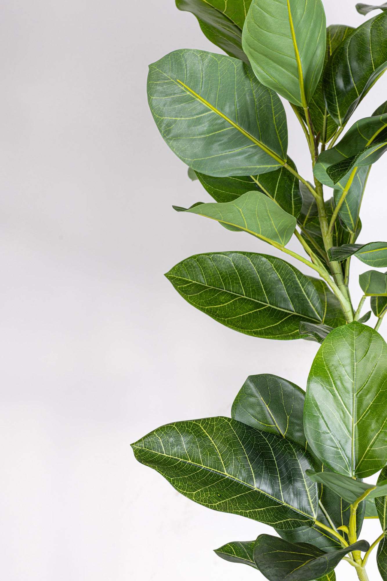 6' Audrey Ficus FP1466