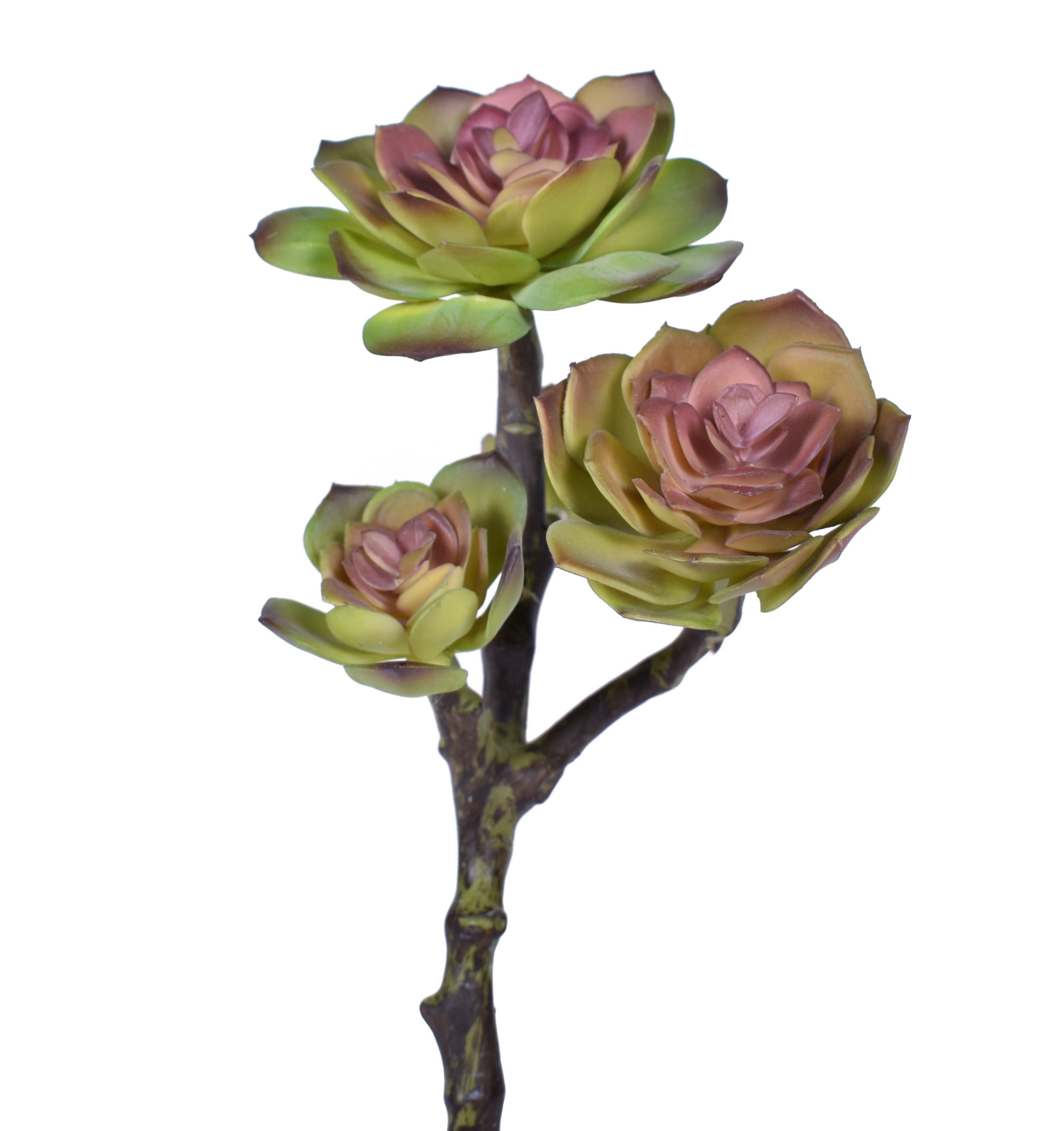 10" Multi Head Echeveria- UV Protected MH1025UV