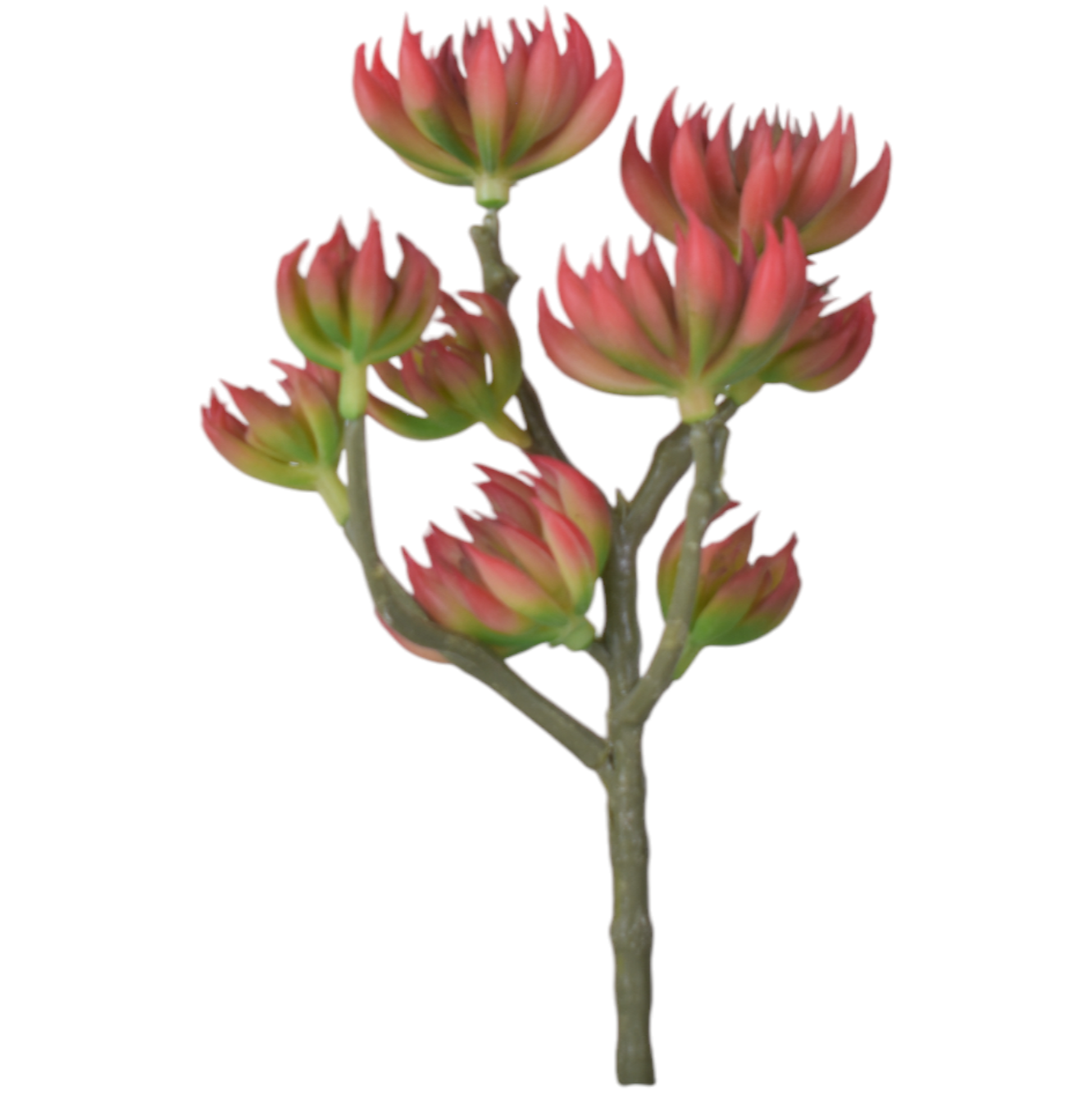 9” Red/Green Multi Head Succulent MH1031