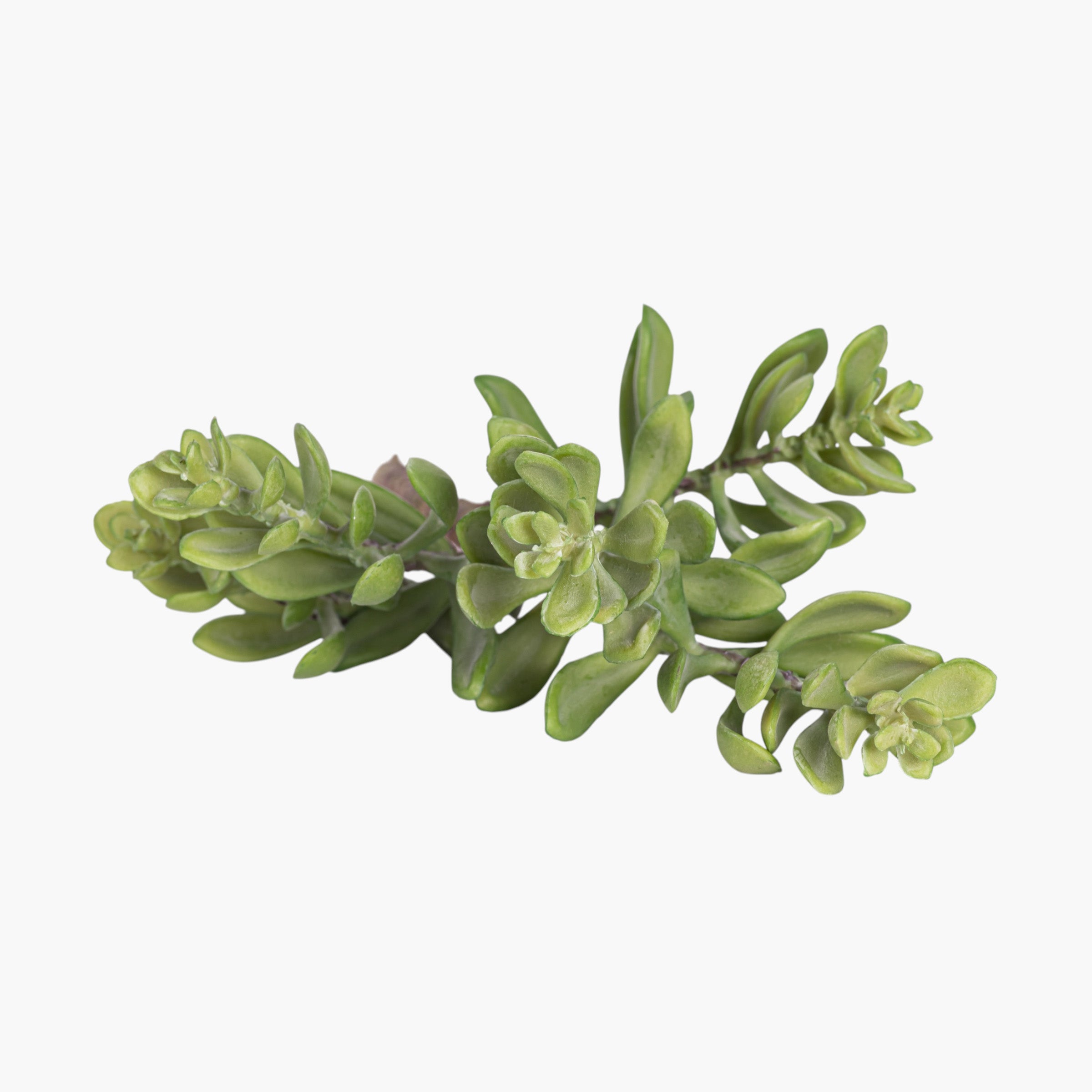 13.5” Multi-Head Succulent Stem MH1038