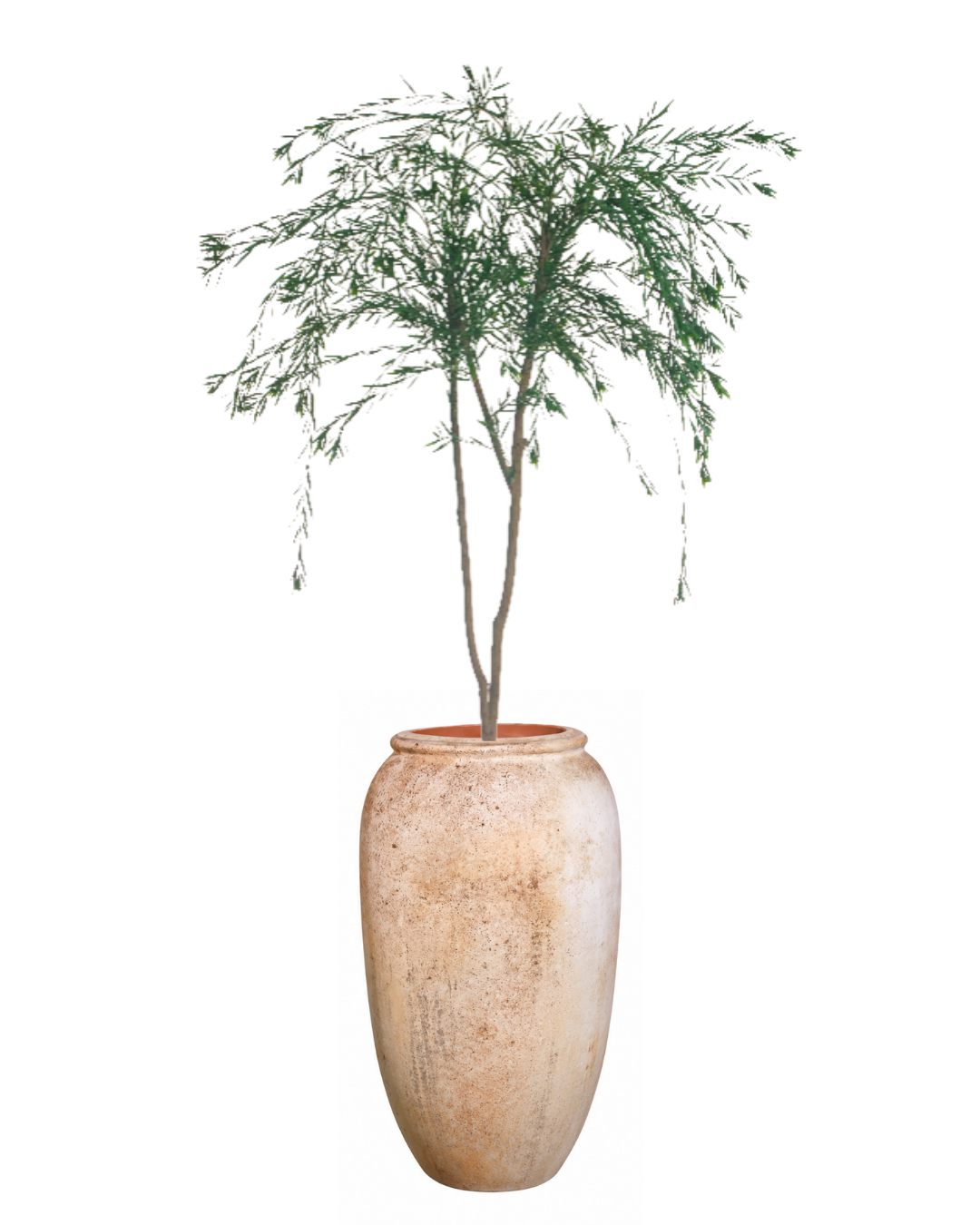 8' Pine Fern in Kai Planter PC1118CN1387LG